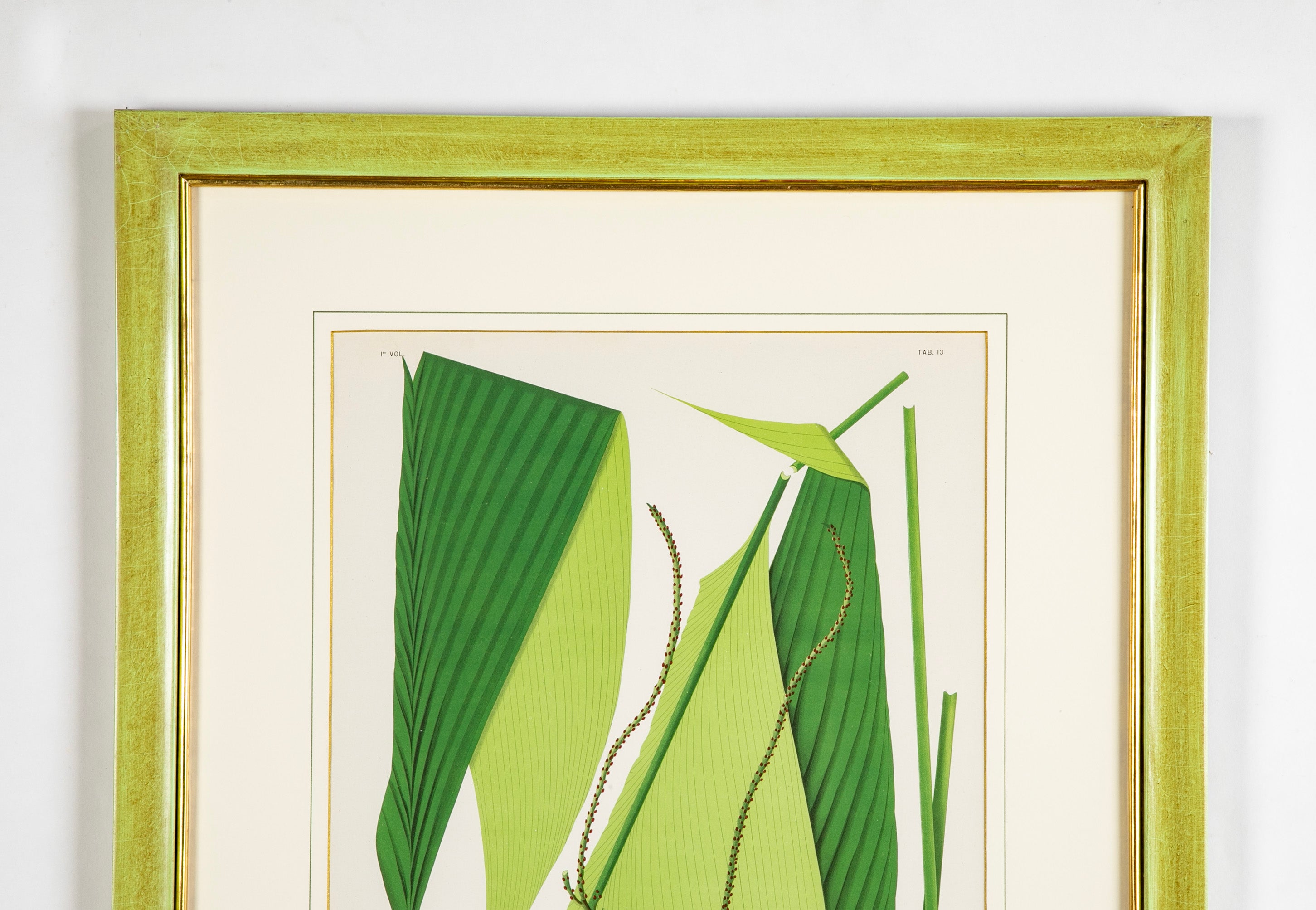 Chromolithograph of Brazilian Palms by Joao Barbosa Rodrigues