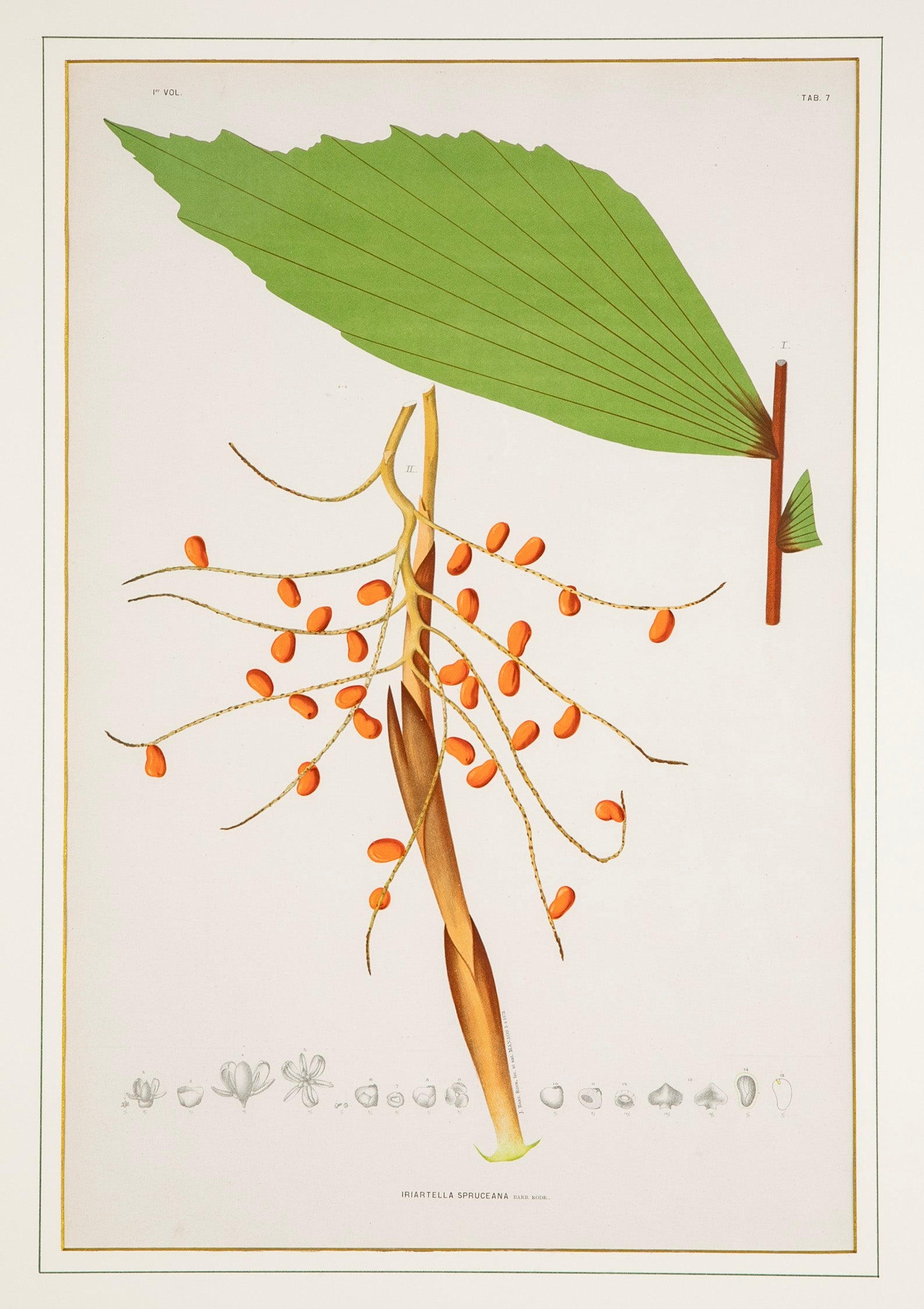Chromolithograph of Brazilian Palms by Joao Barbosa Rodrigues