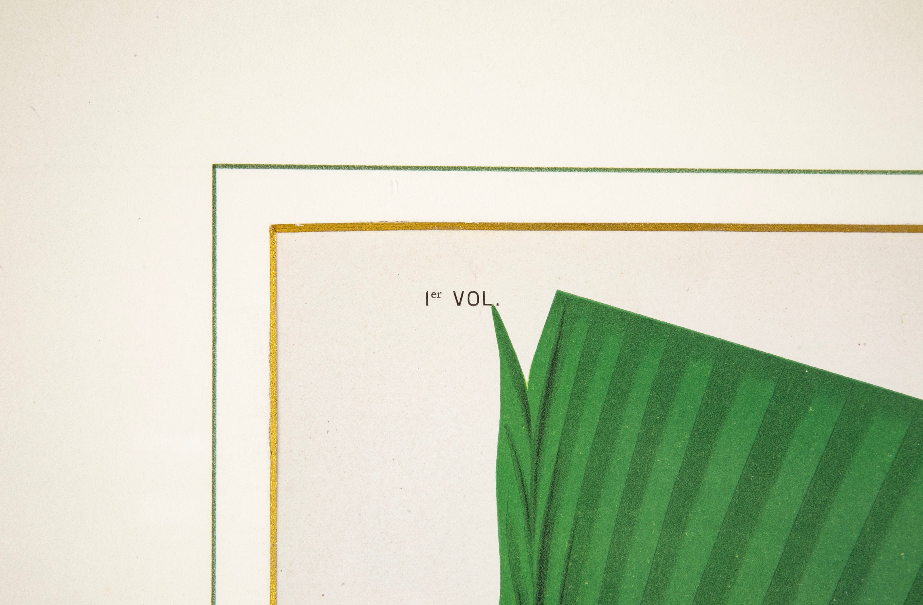 Chromolithograph of Brazilian Palms by Joao Barbosa Rodrigues