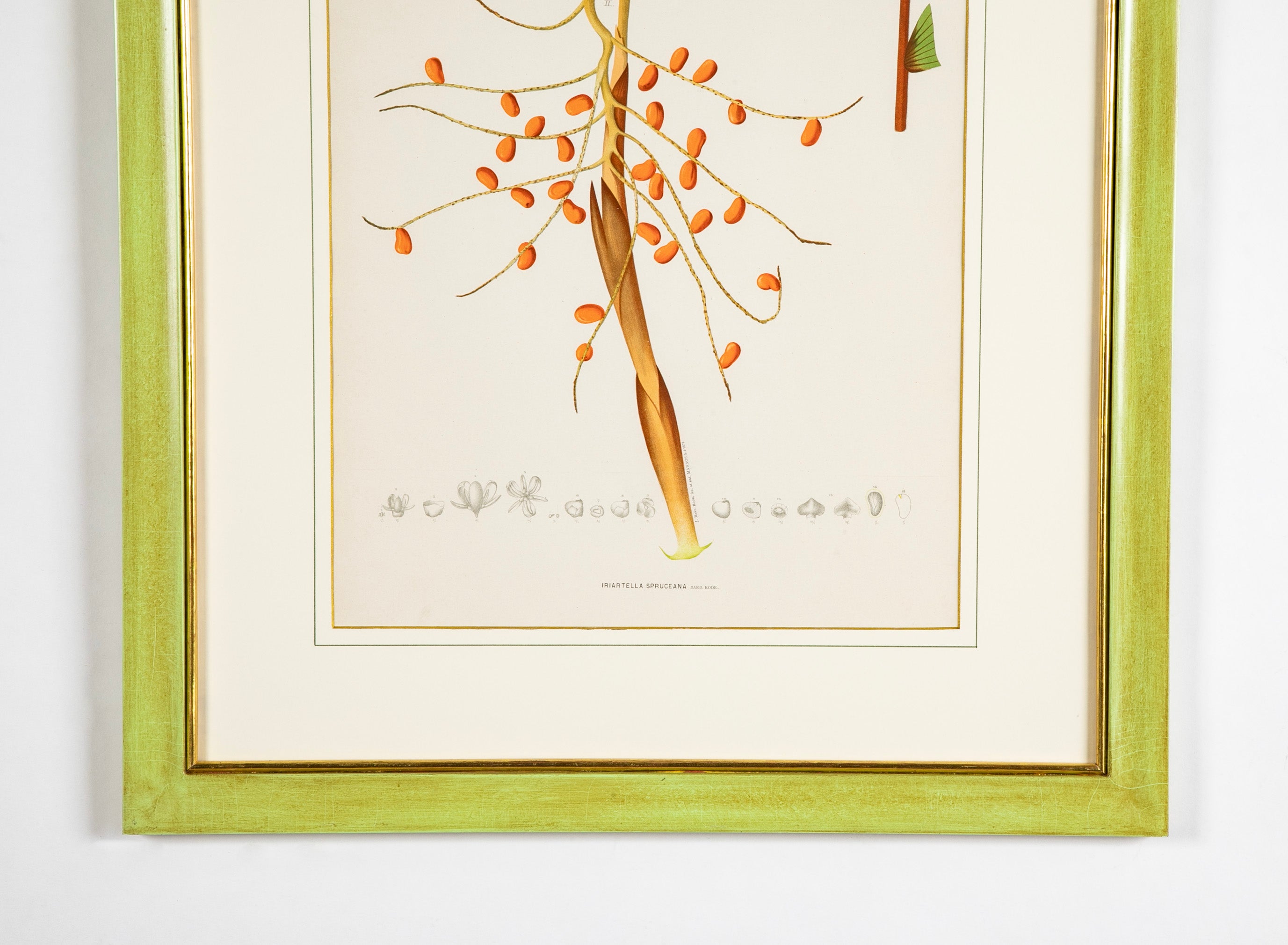 Chromolithograph of Brazilian Palms by Joao Barbosa Rodrigues