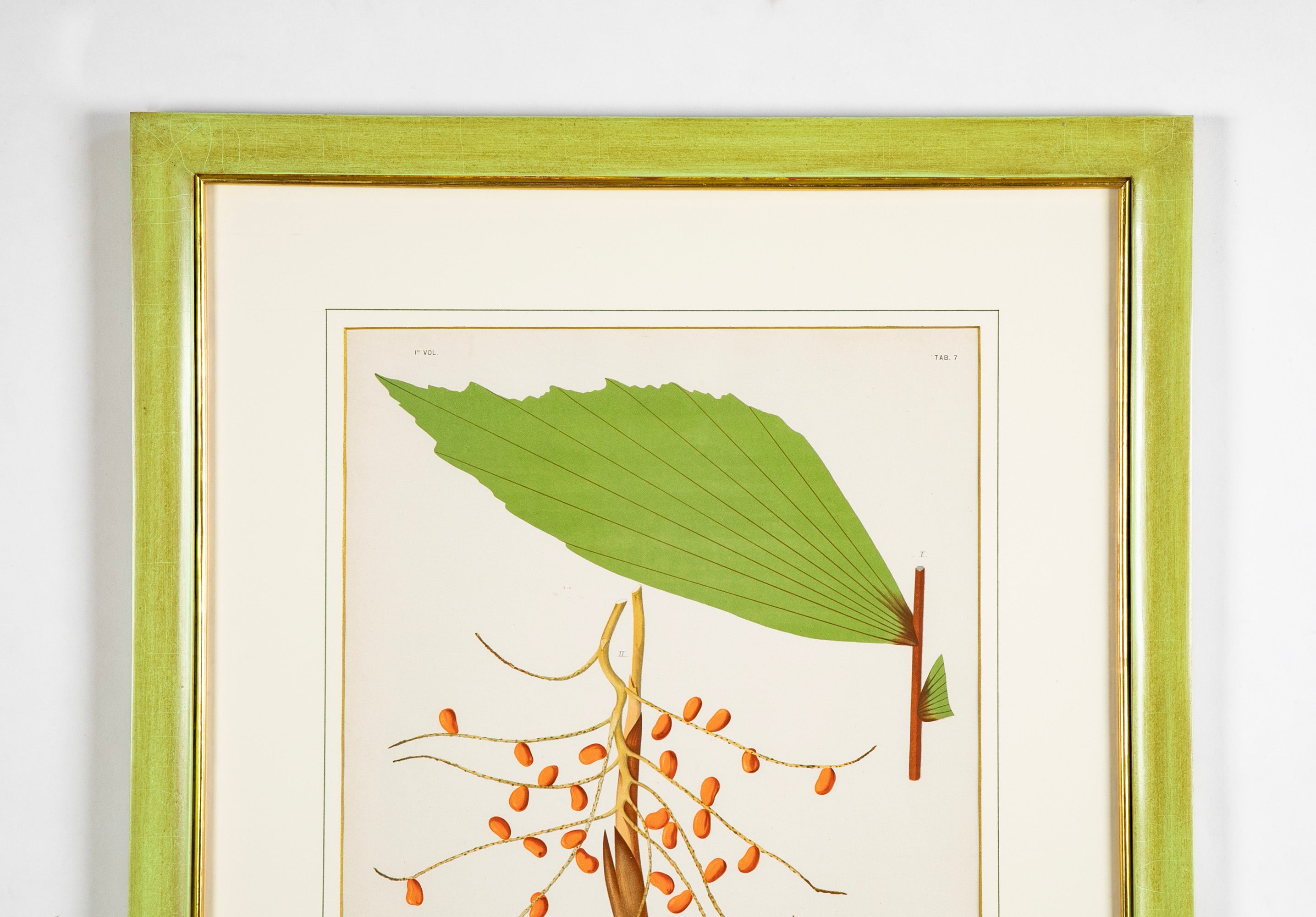 Chromolithograph of Brazilian Palms by Joao Barbosa Rodrigues