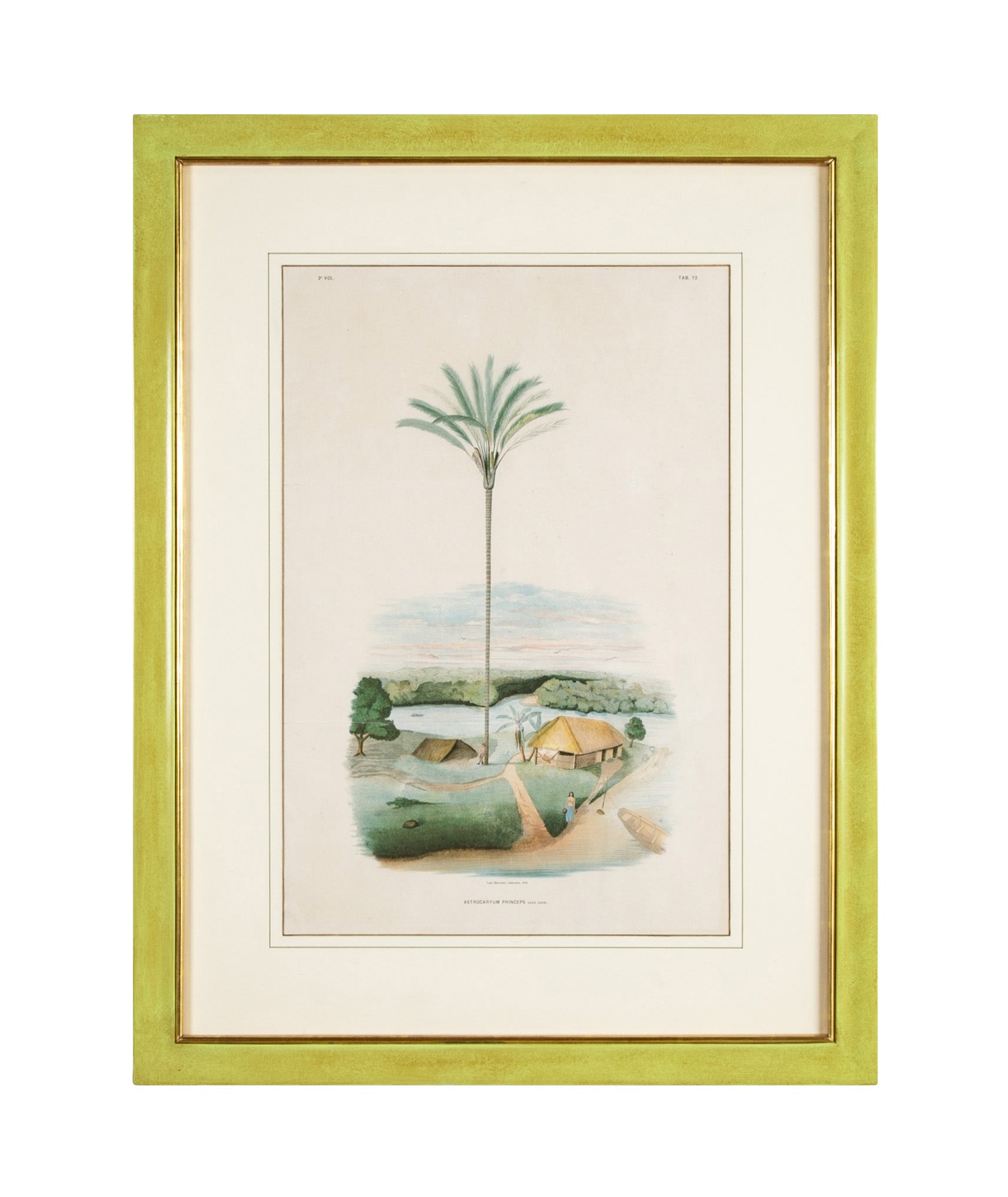Chromolithograph of Brazilian Palms by Joao Barbosa Rodrigues