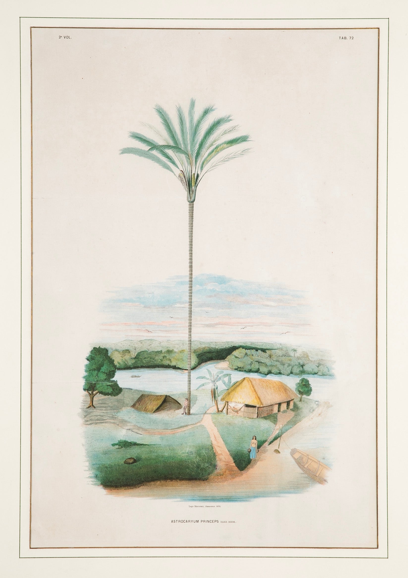 Chromolithograph of Brazilian Palms by Joao Barbosa Rodrigues
