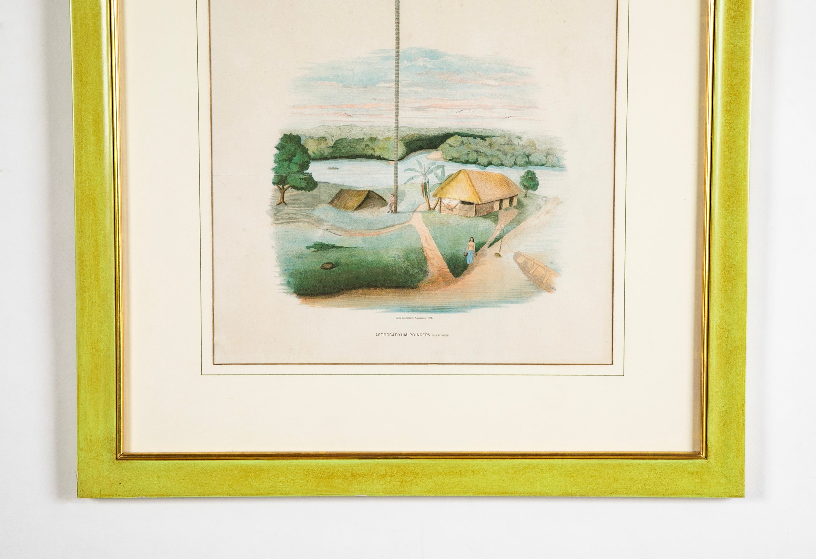 Chromolithograph of Brazilian Palms by Joao Barbosa Rodrigues
