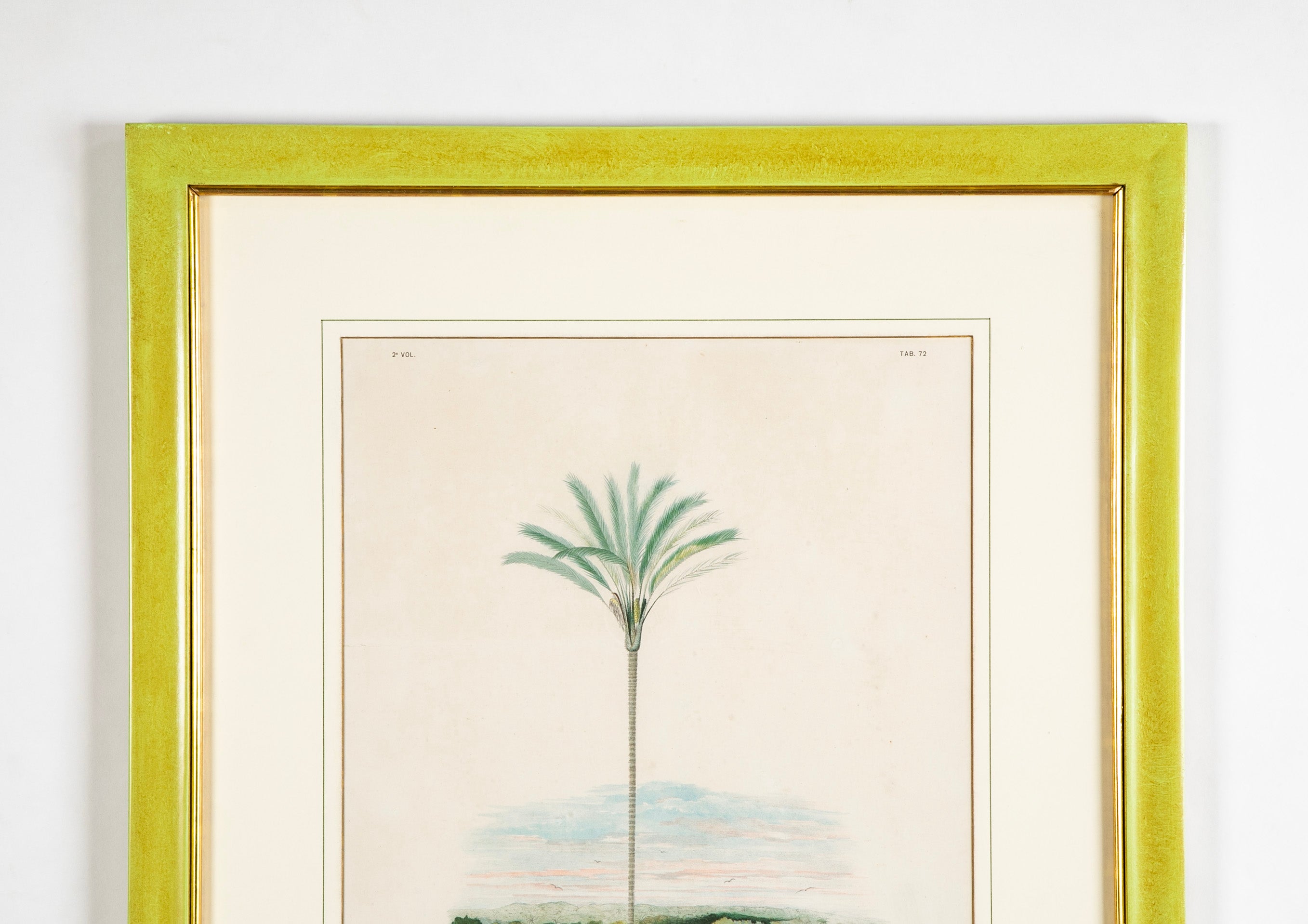 Chromolithograph of Brazilian Palms by Joao Barbosa Rodrigues