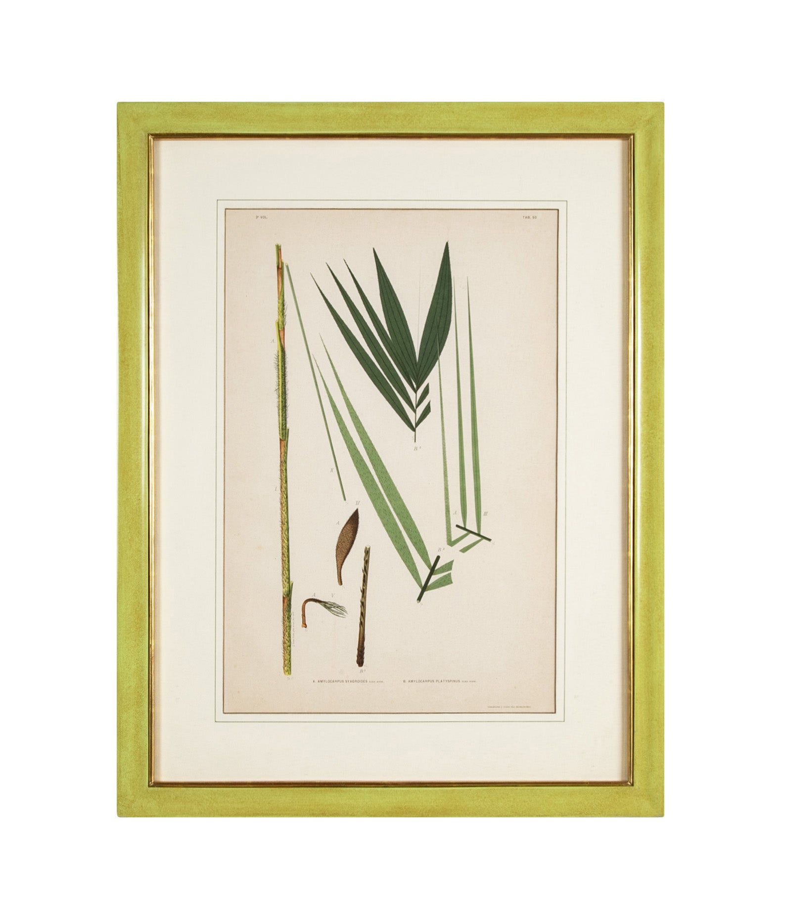 Chromolithograph of Brazilian Palms by Joao Barbosa Rodrigues