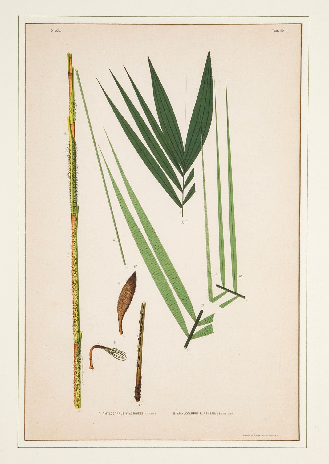 Chromolithograph of Brazilian Palms by Joao Barbosa Rodrigues
