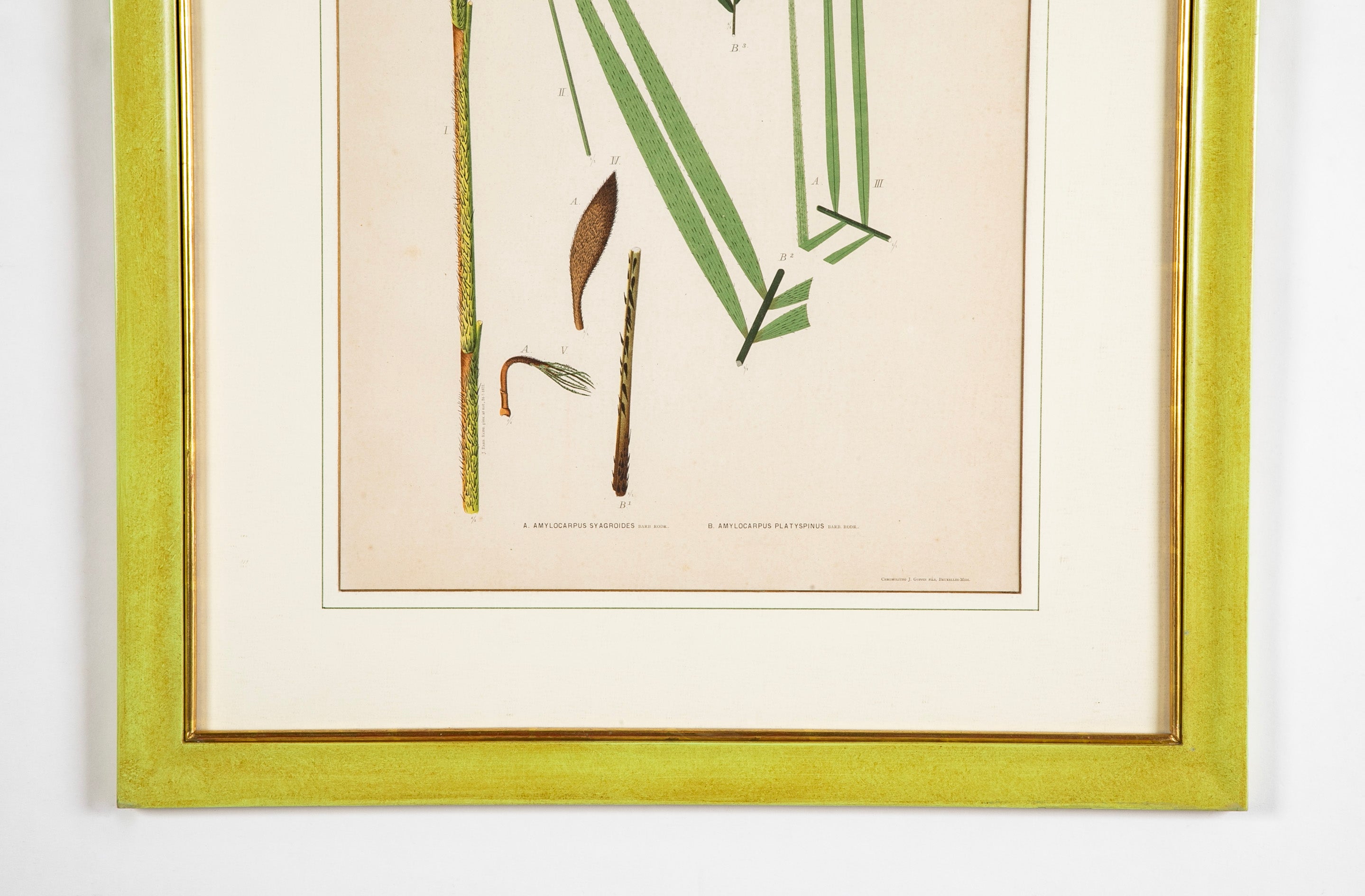 Chromolithograph of Brazilian Palms by Joao Barbosa Rodrigues