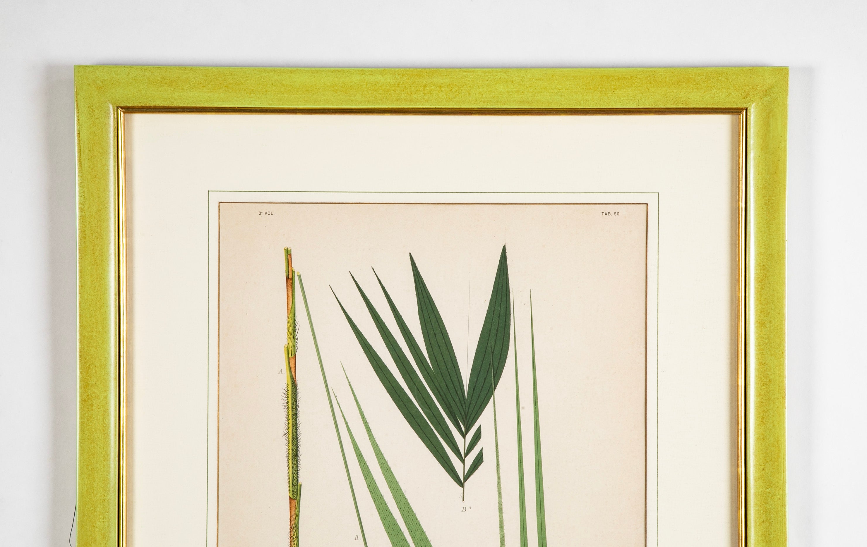 Chromolithograph of Brazilian Palms by Joao Barbosa Rodrigues