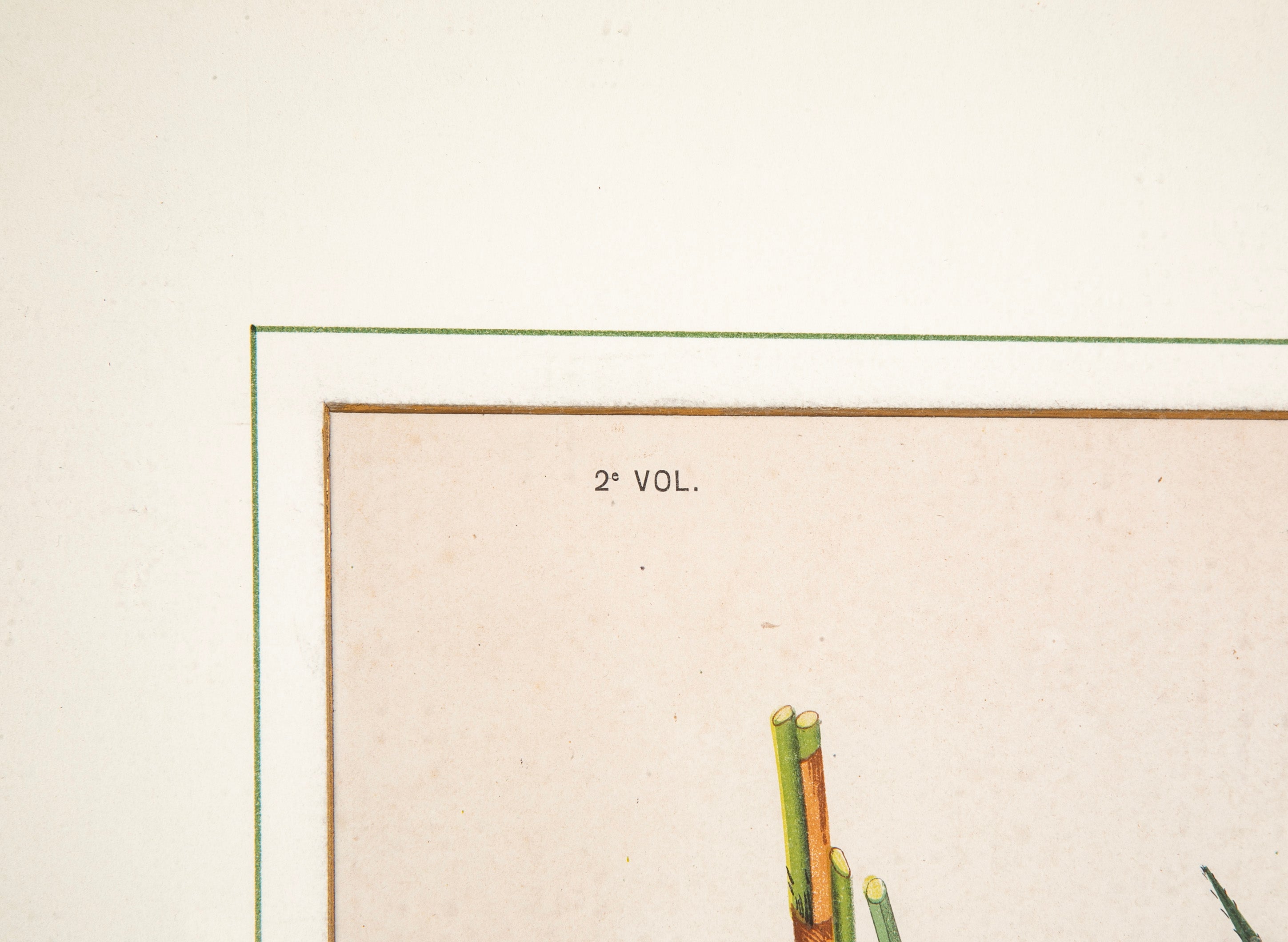 Chromolithograph of Brazilian Palms by Joao Barbosa Rodrigues