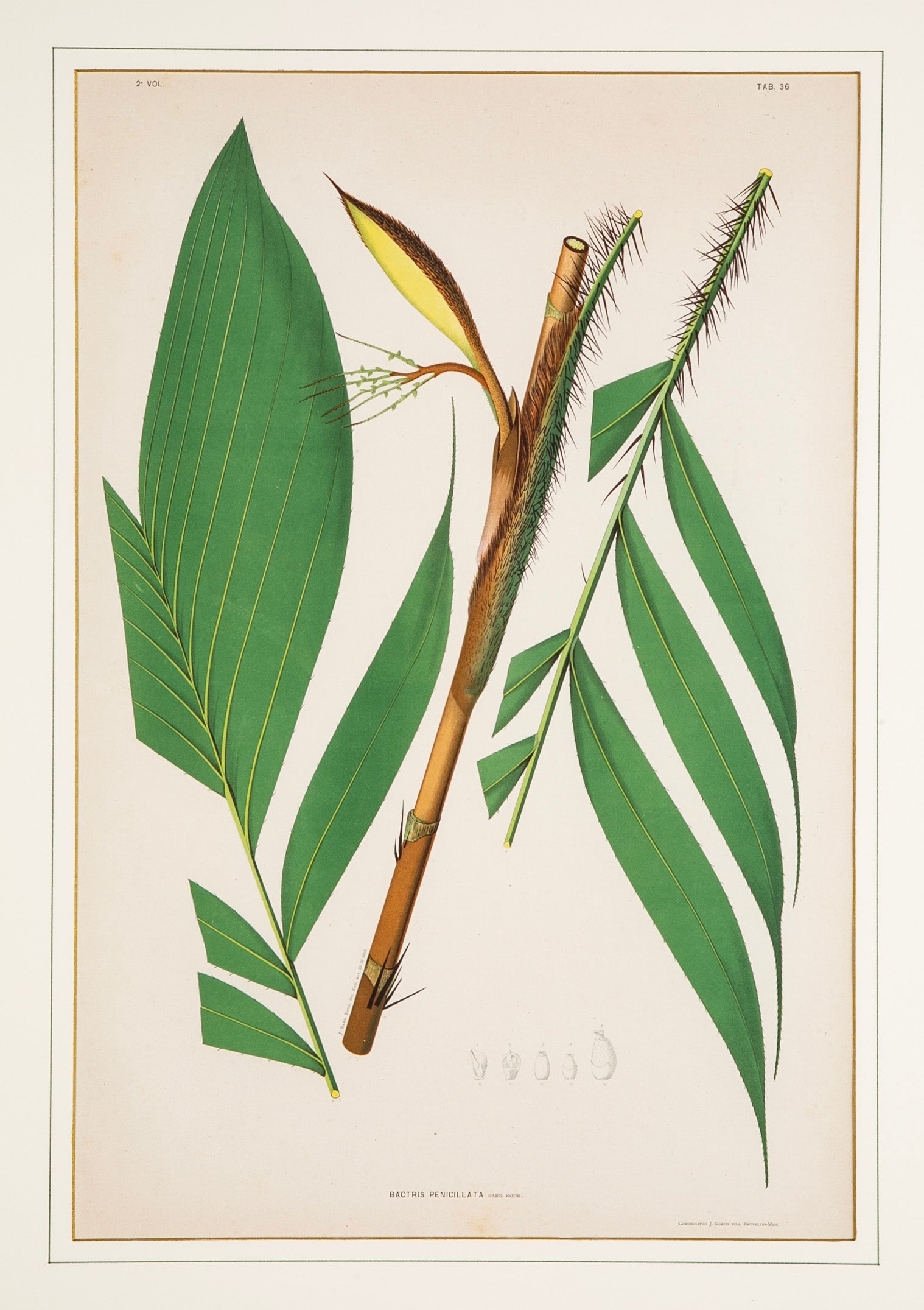 Chromolithograph of Brazilian Palms by Joao Barbosa Rodrigues