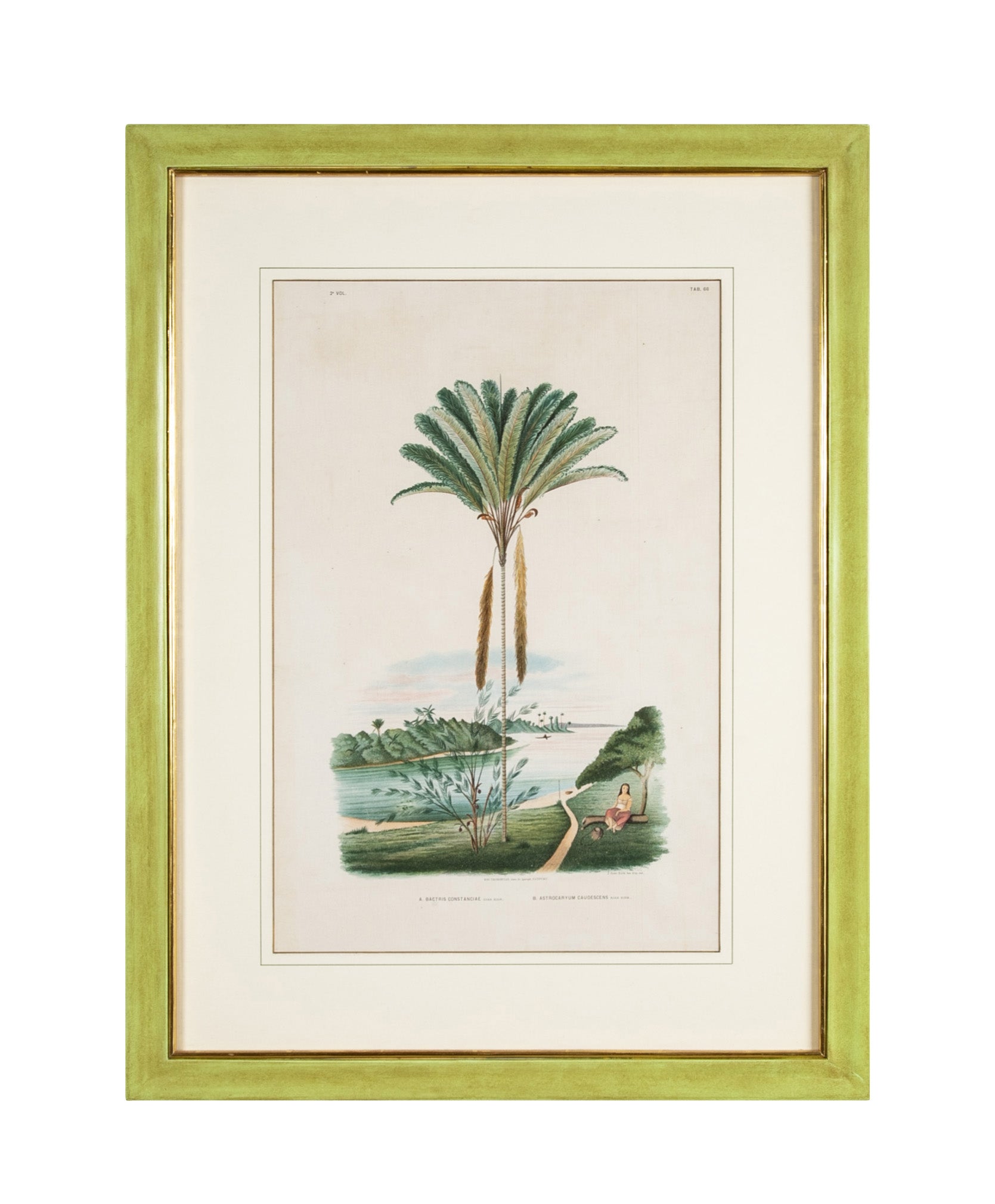 Chromolithograph of Brazilian Palms by Joao Barbosa Rodrigues