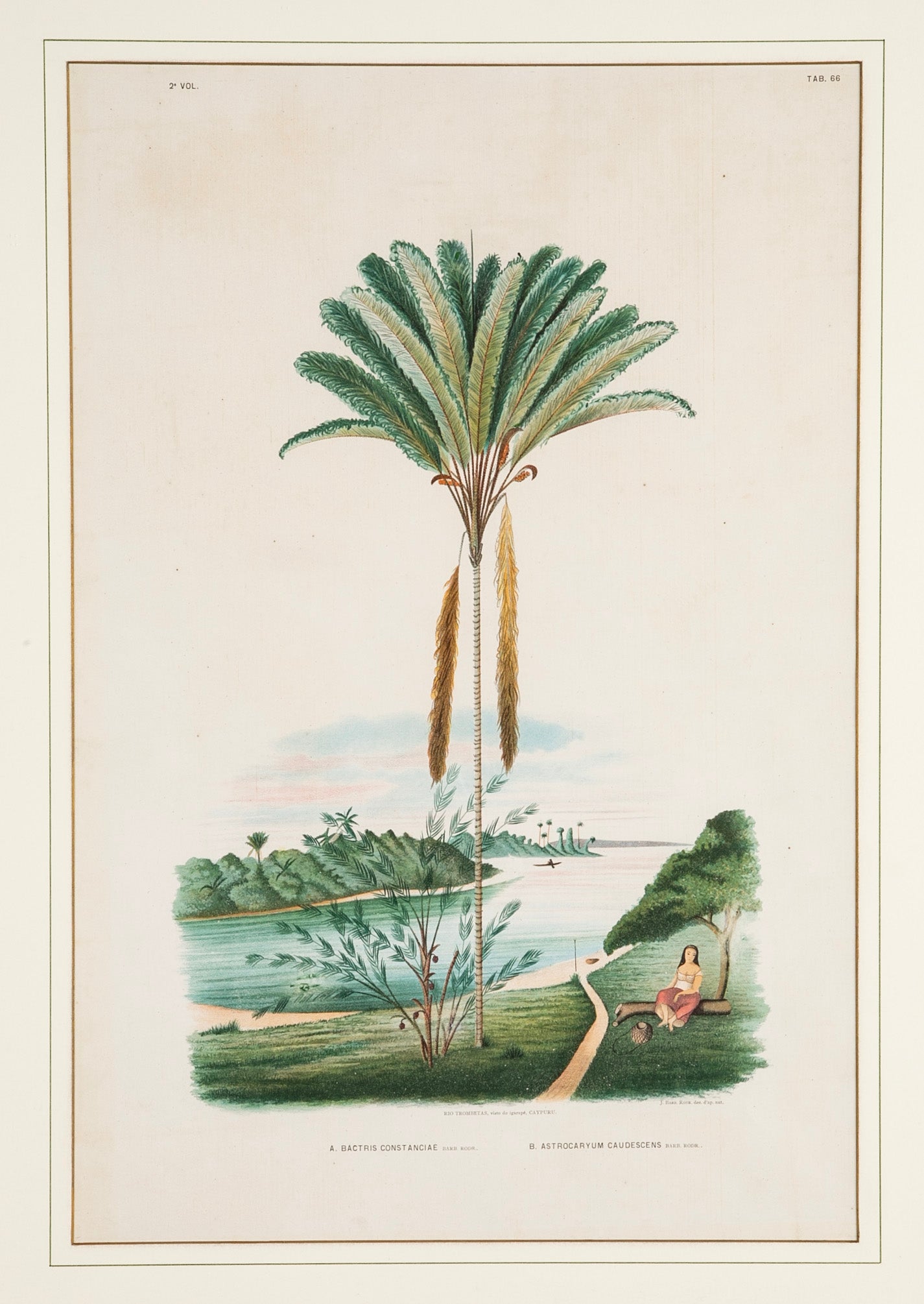 Chromolithograph of Brazilian Palms by Joao Barbosa Rodrigues