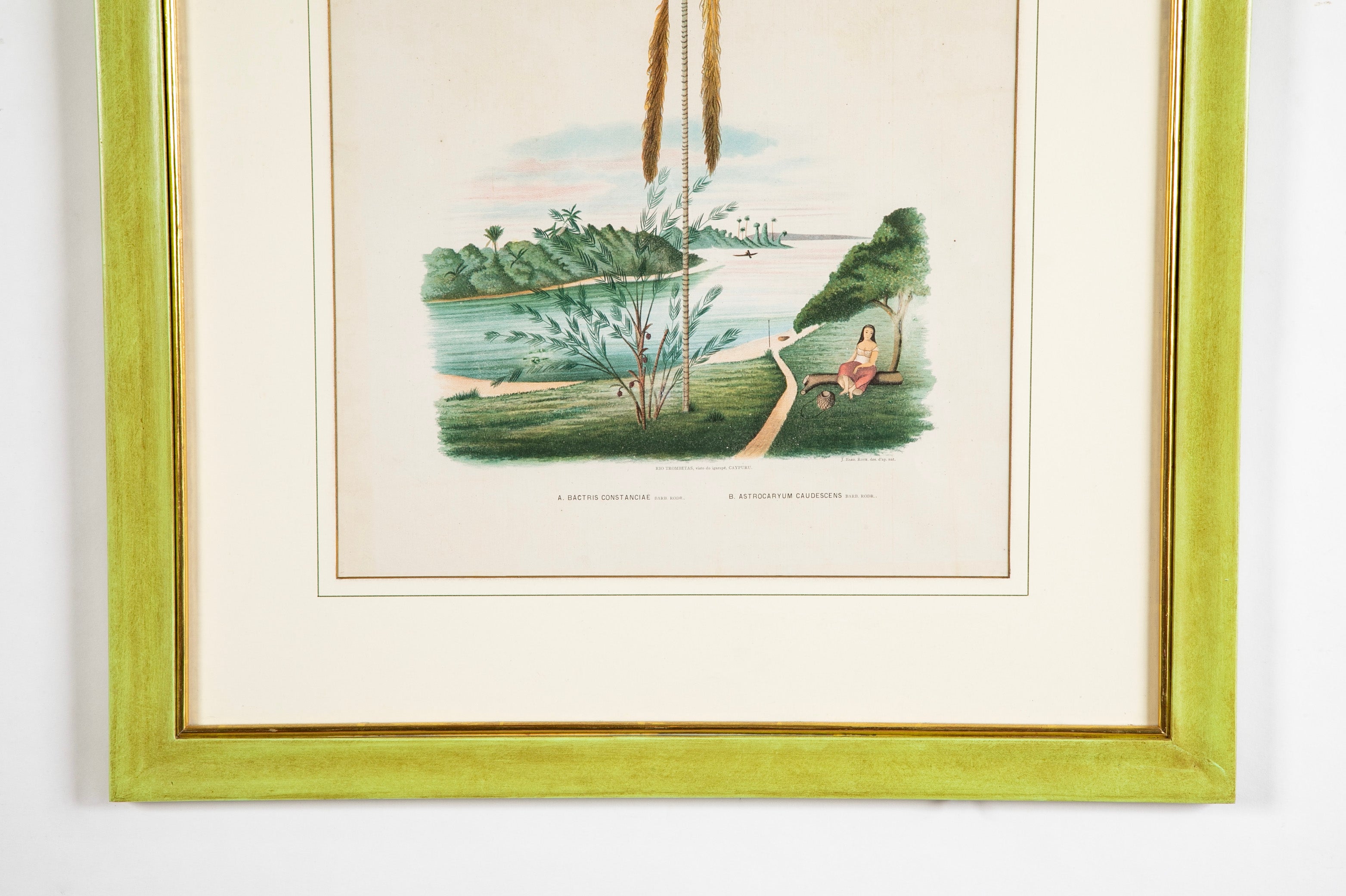 Chromolithograph of Brazilian Palms by Joao Barbosa Rodrigues