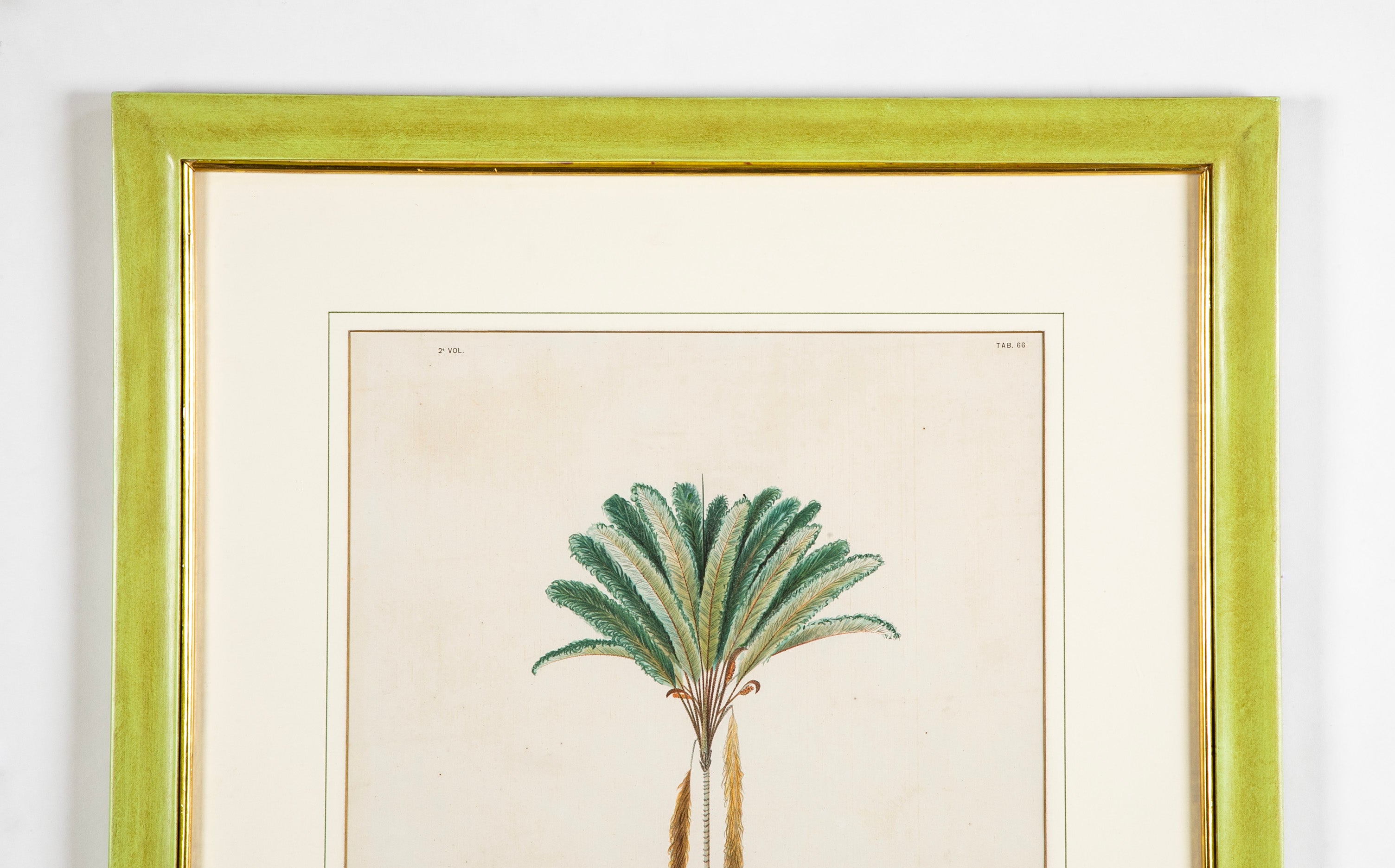 Chromolithograph of Brazilian Palms by Joao Barbosa Rodrigues