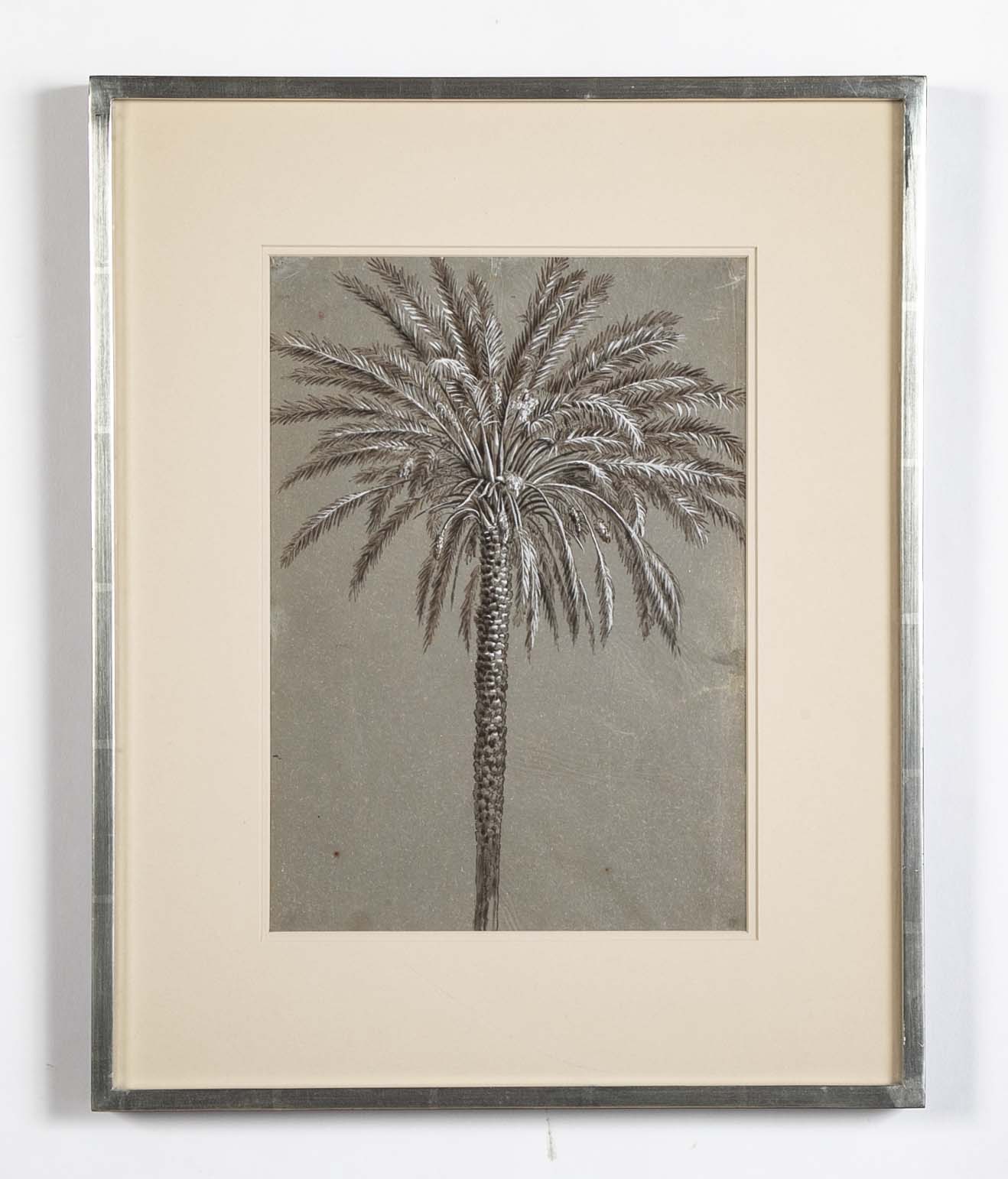Pen Drawing of Date Palm