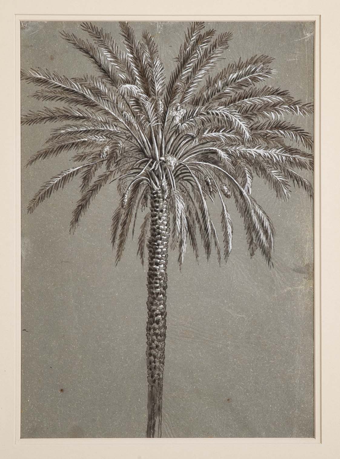 Pen Drawing of Date Palm