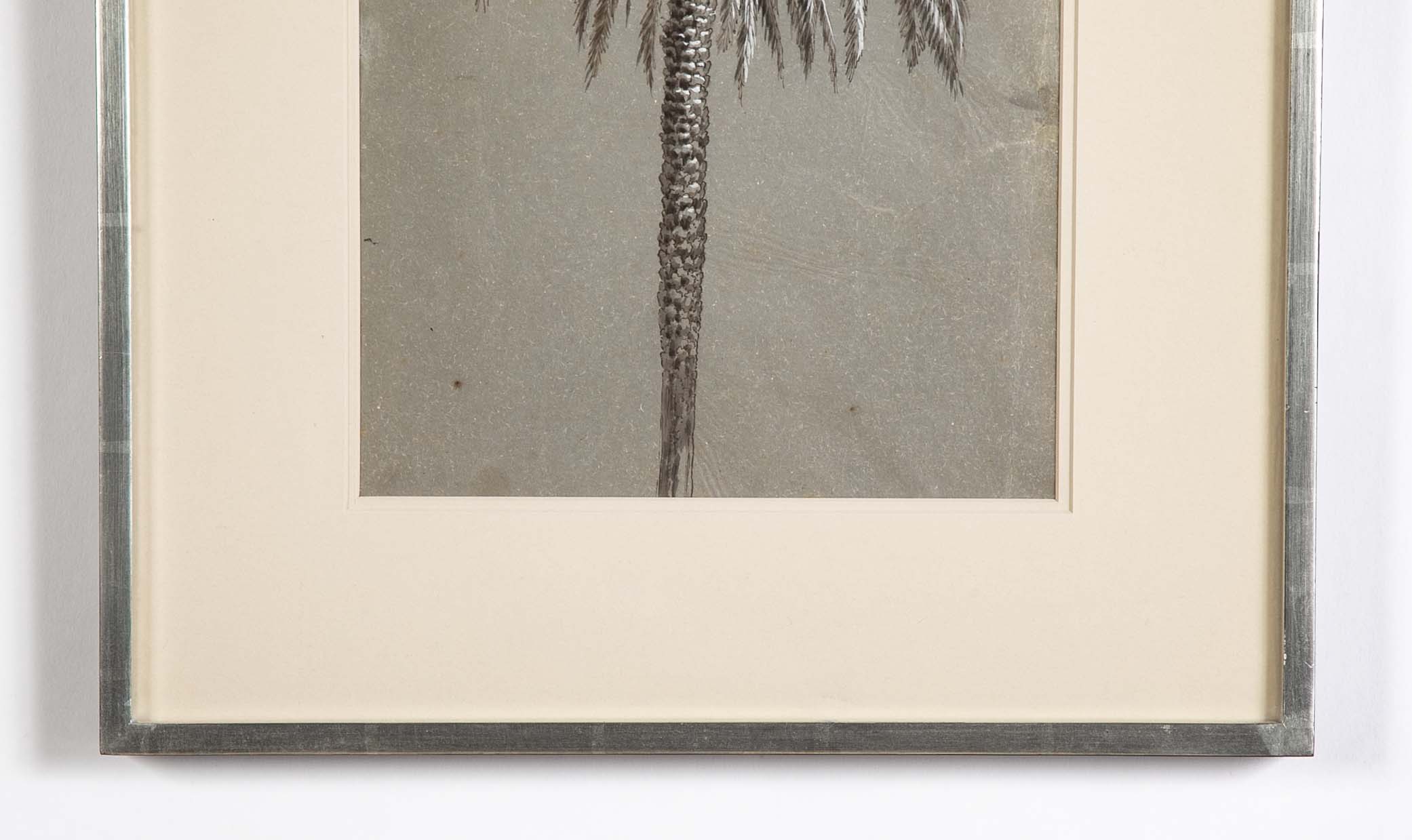 Pen Drawing of Date Palm
