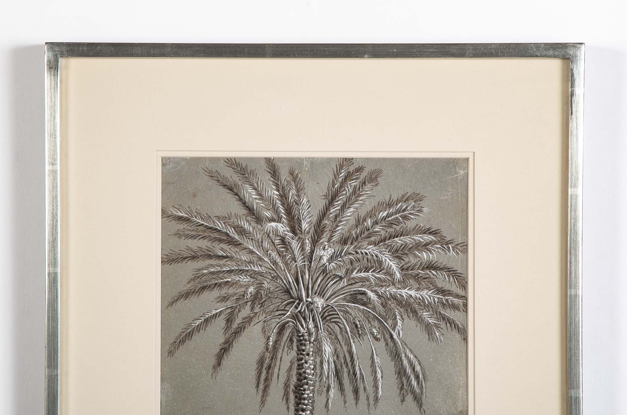 Pen Drawing of Date Palm