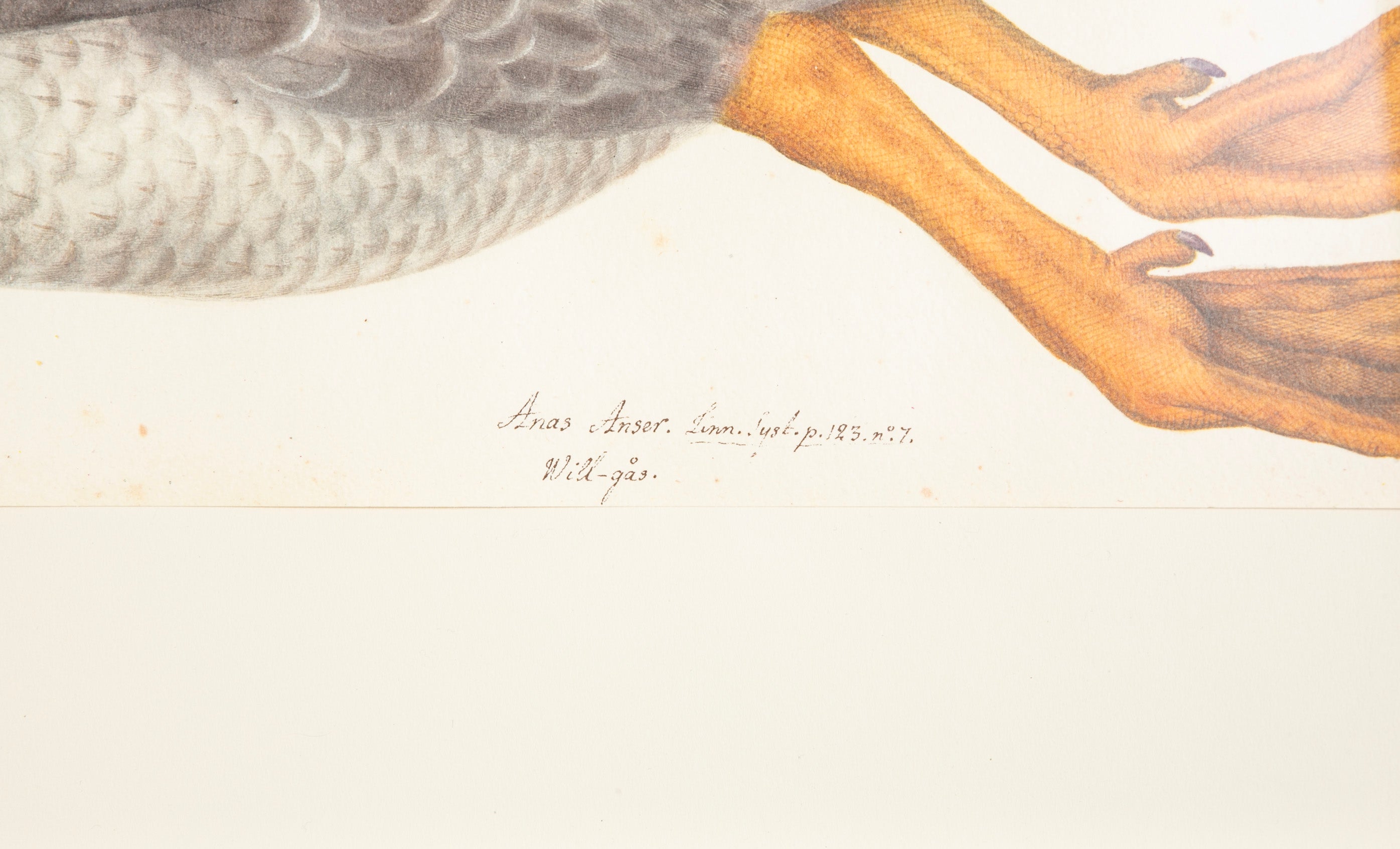 Offset Lithograph of "Greylag Goose, PL 21" from the "The Great Bird Book" by Olof Rudbeck The Younger