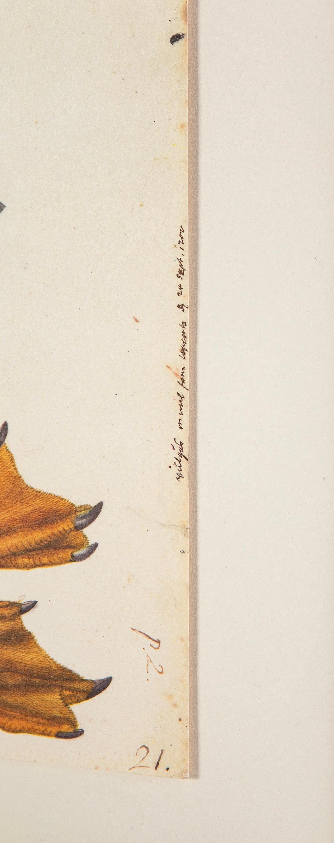Offset Lithograph of "Greylag Goose, PL 21" from the "The Great Bird Book" by Olof Rudbeck The Younger