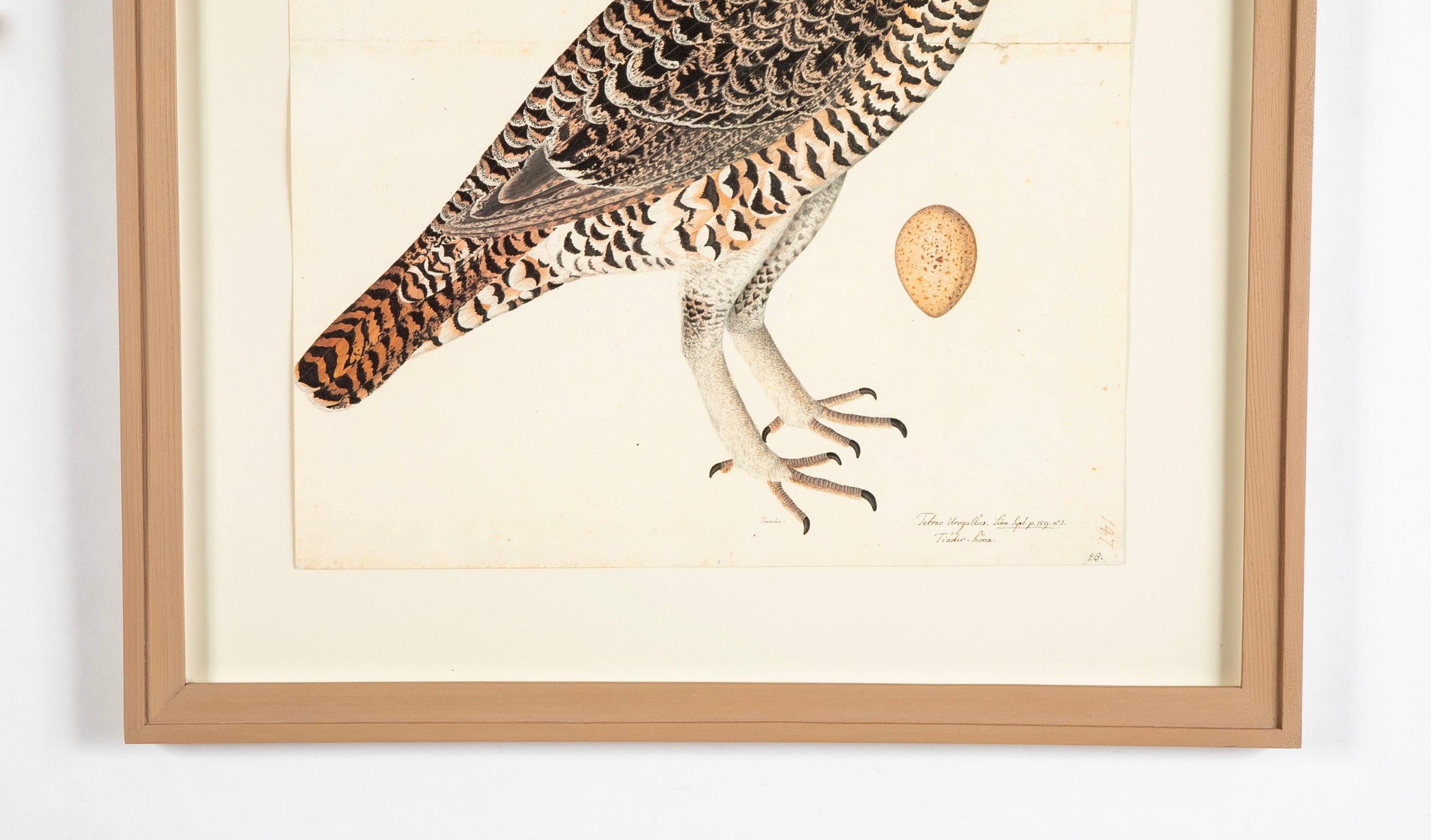 Offset Lithograph of "Capercaillie Hen, PL 28" from the "The Great Bird Book" by Olof Rudbeck The Younger