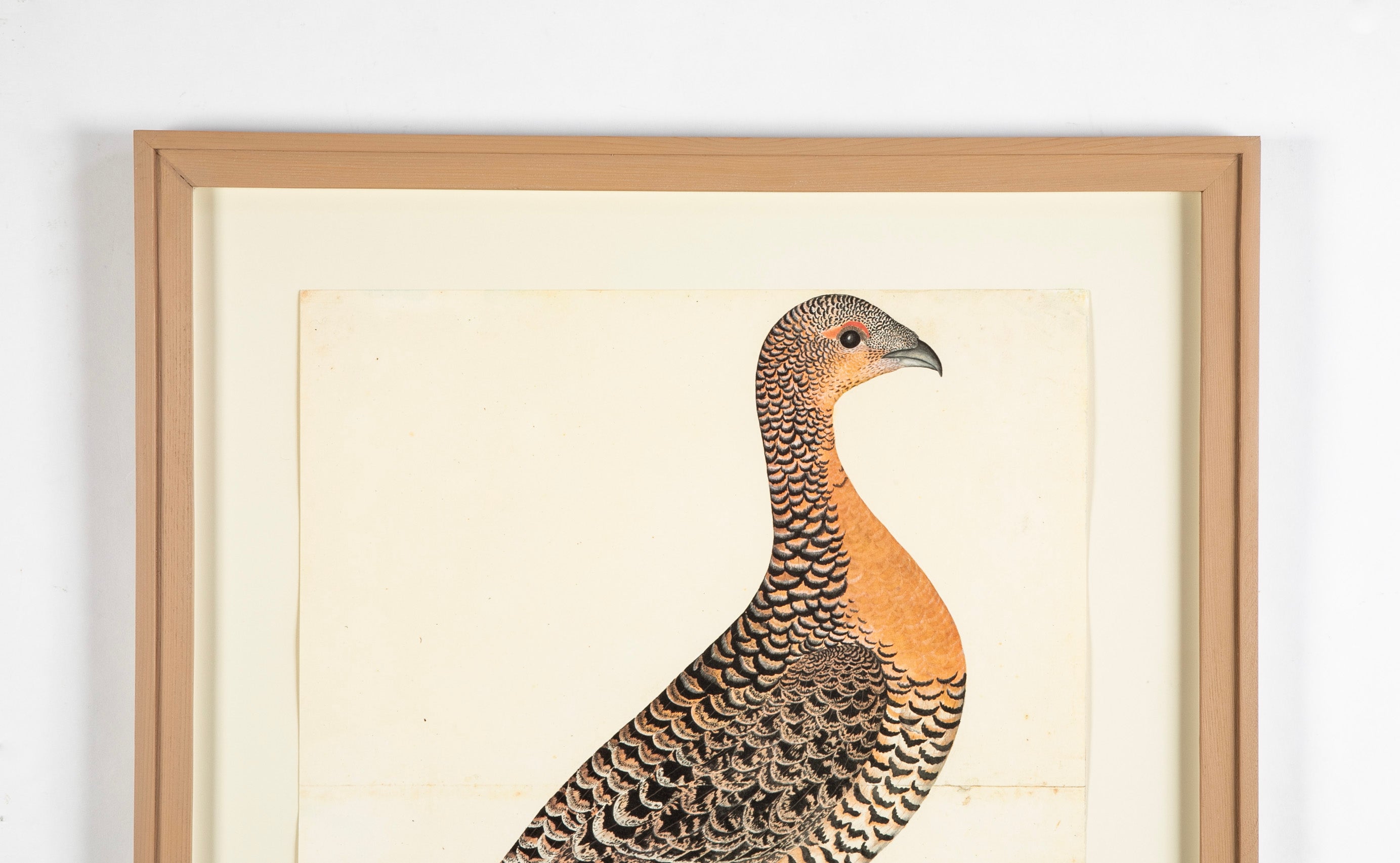 Offset Lithograph of "Capercaillie Hen, PL 28" from the "The Great Bird Book" by Olof Rudbeck The Younger