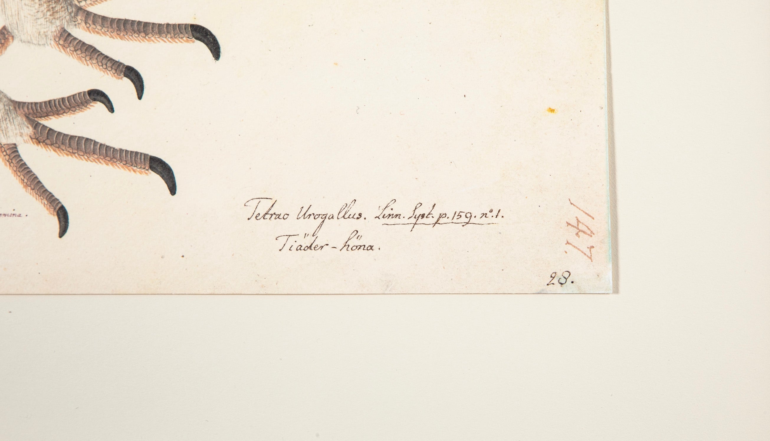 Offset Lithograph of "Capercaillie Hen, PL 28" from the "The Great Bird Book" by Olof Rudbeck The Younger