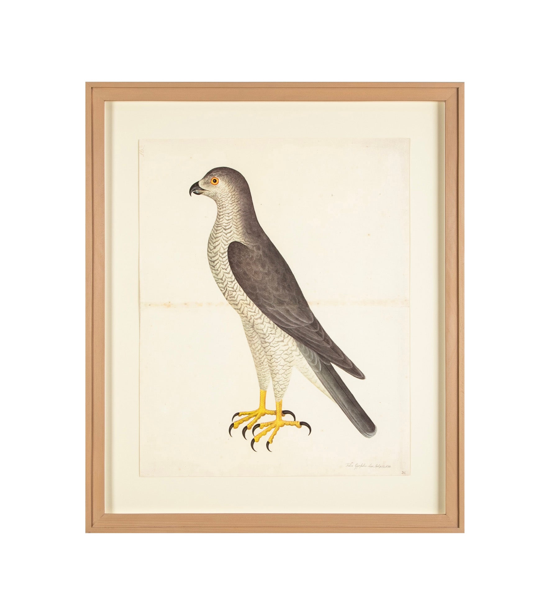 Offset Lithograph of "Goshawk Male, PL 31" from the "The Great Bird Book" by Olof Rudbeck The Younger