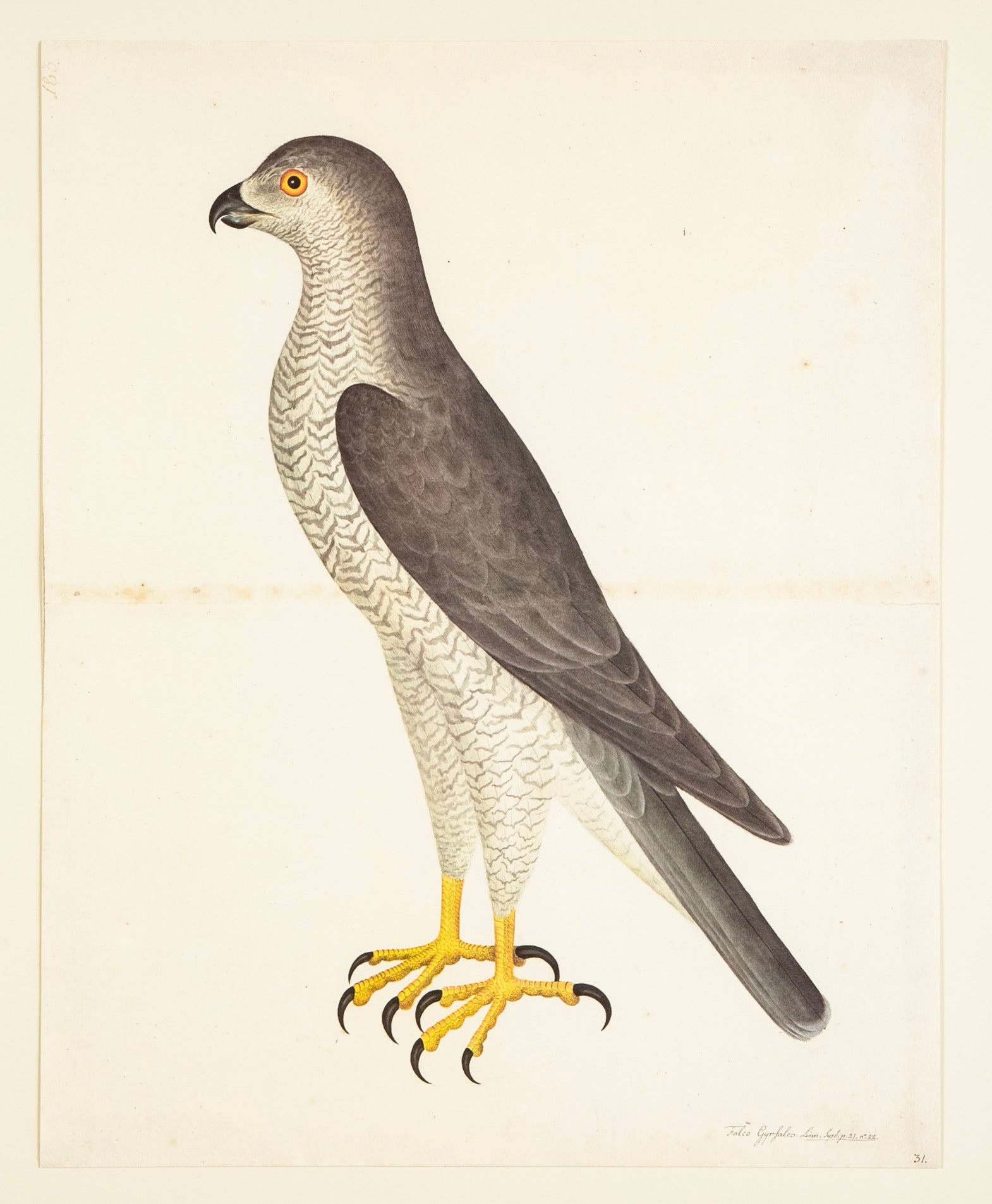 Offset Lithograph of "Goshawk Male, PL 31" from the "The Great Bird Book" by Olof Rudbeck The Younger