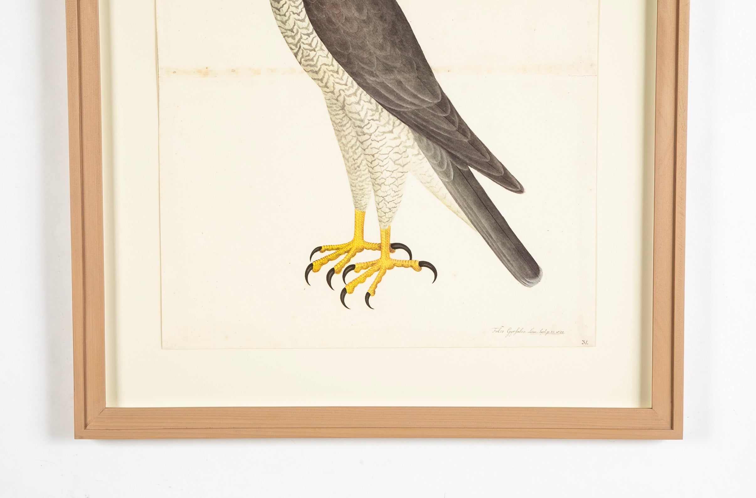 Offset Lithograph of "Goshawk Male, PL 31" from the "The Great Bird Book" by Olof Rudbeck The Younger