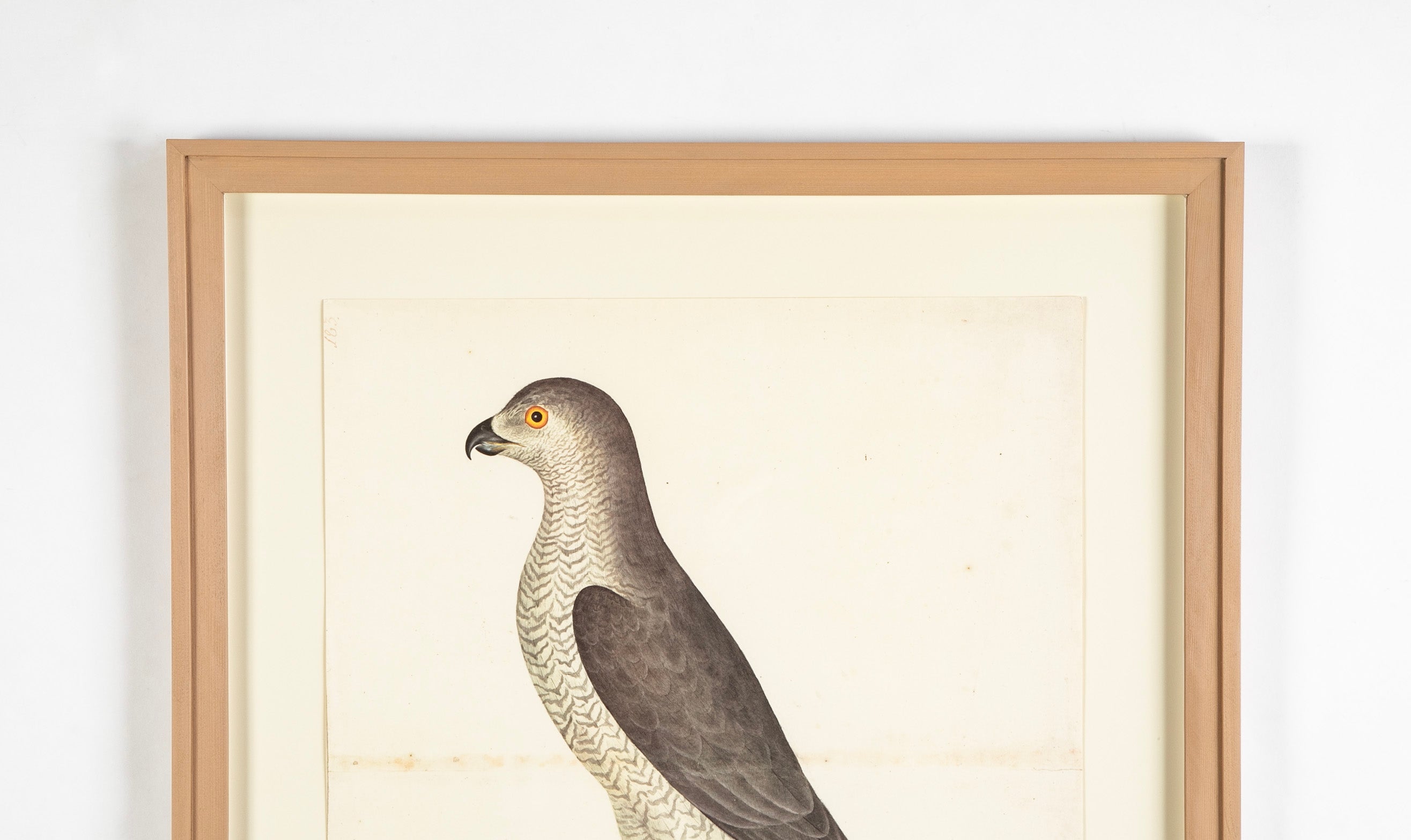 Offset Lithograph of "Goshawk Male, PL 31" from the "The Great Bird Book" by Olof Rudbeck The Younger