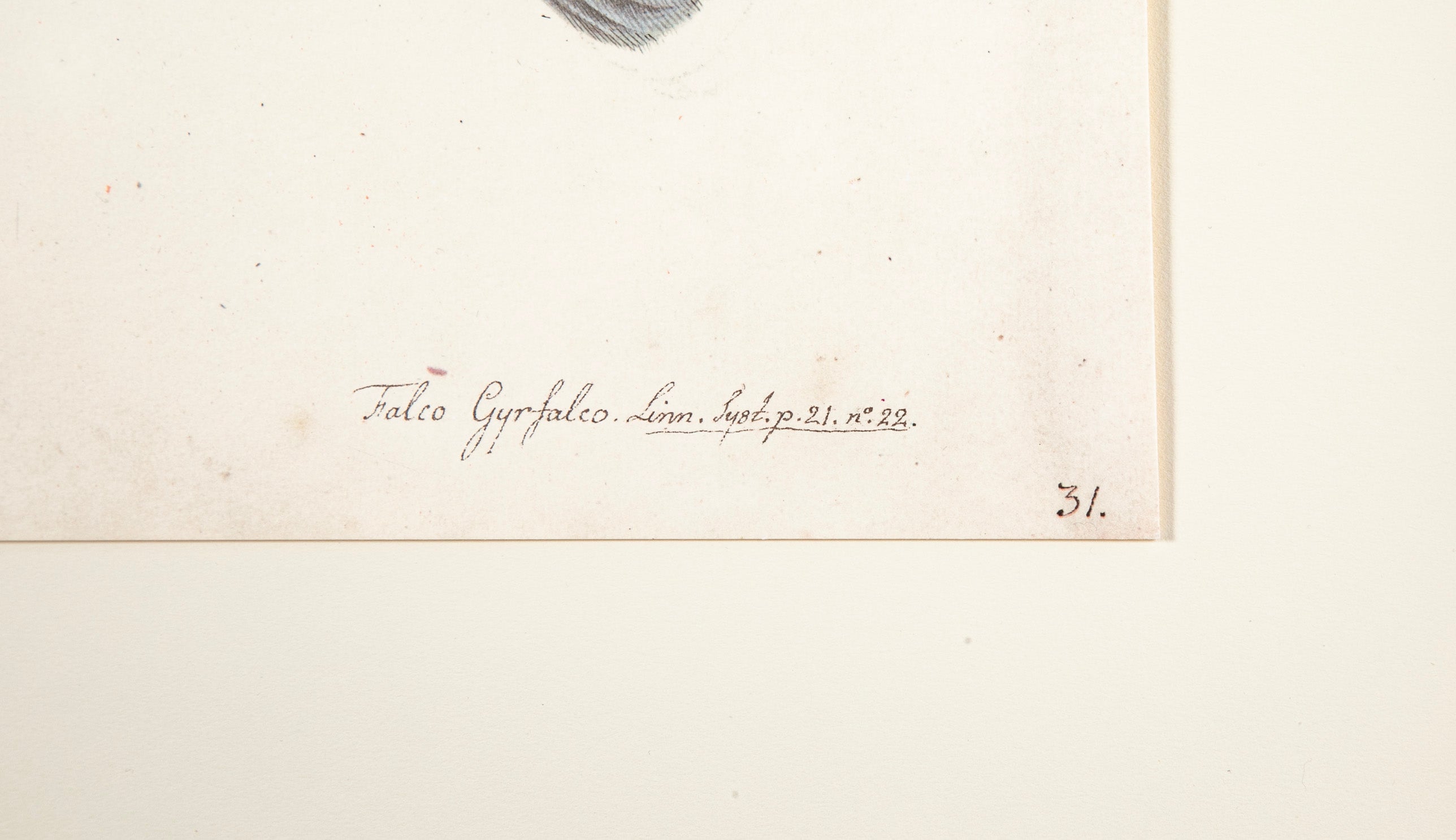 Offset Lithograph of "Goshawk Male, PL 31" from the "The Great Bird Book" by Olof Rudbeck The Younger