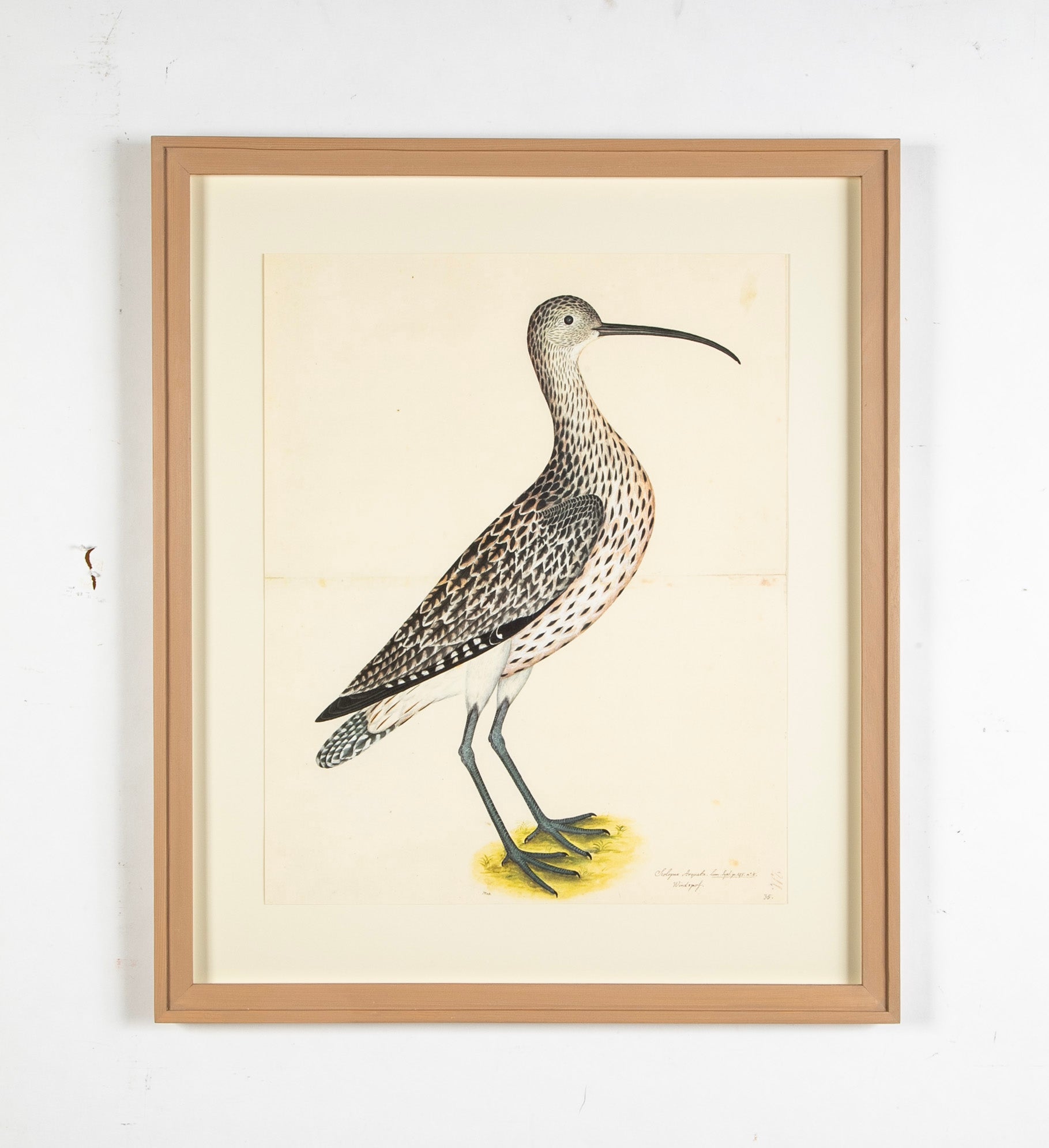 Offset Lithograph of "Eurasian Curlew, PL 35" from the "The Great Bird Book" by Olof Rudbeck The Younger