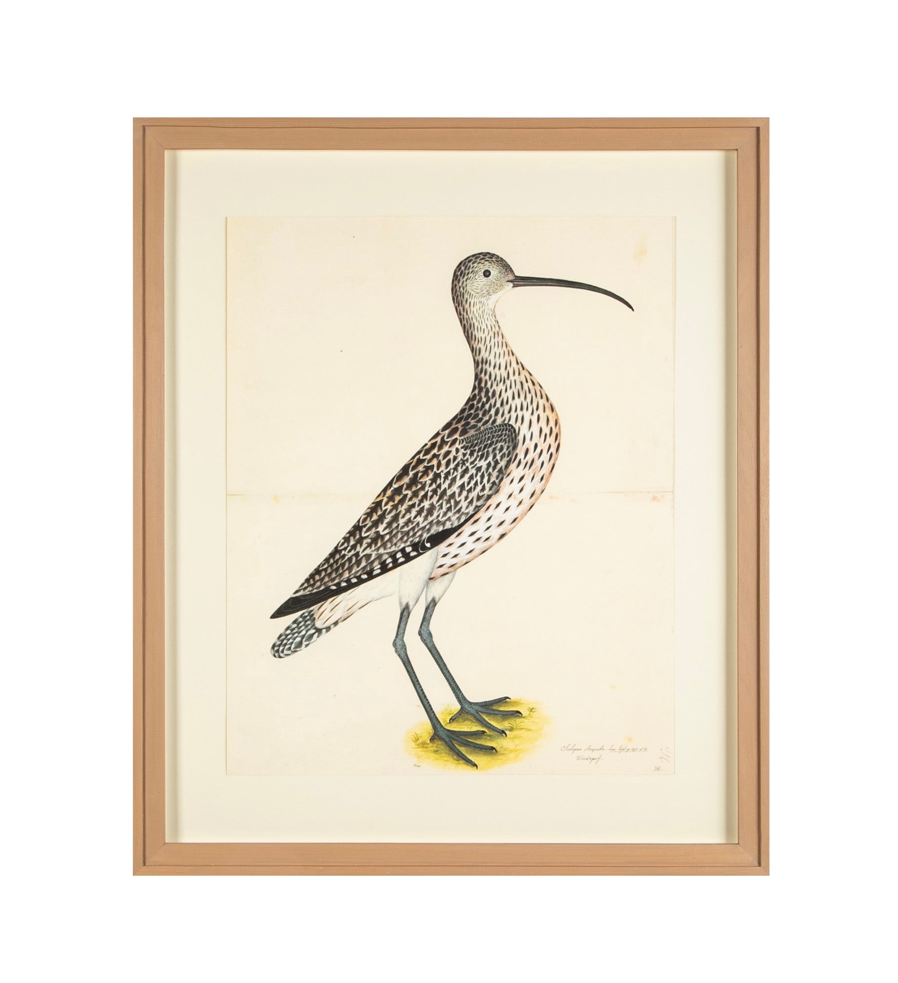Offset Lithograph of "Eurasian Curlew, PL 35" from the "The Great Bird Book" by Olof Rudbeck The Younger