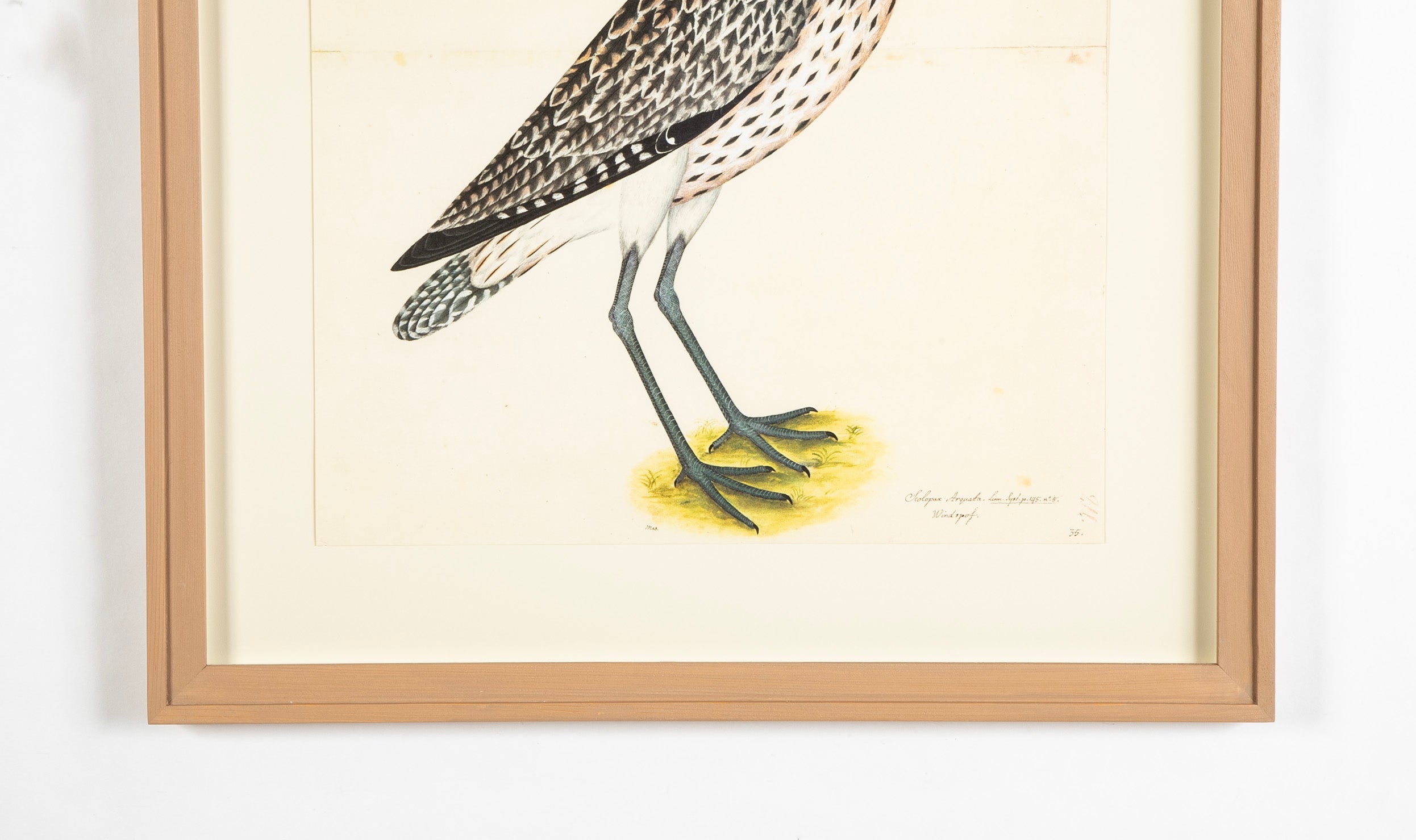 Offset Lithograph of "Eurasian Curlew, PL 35" from the "The Great Bird Book" by Olof Rudbeck The Younger