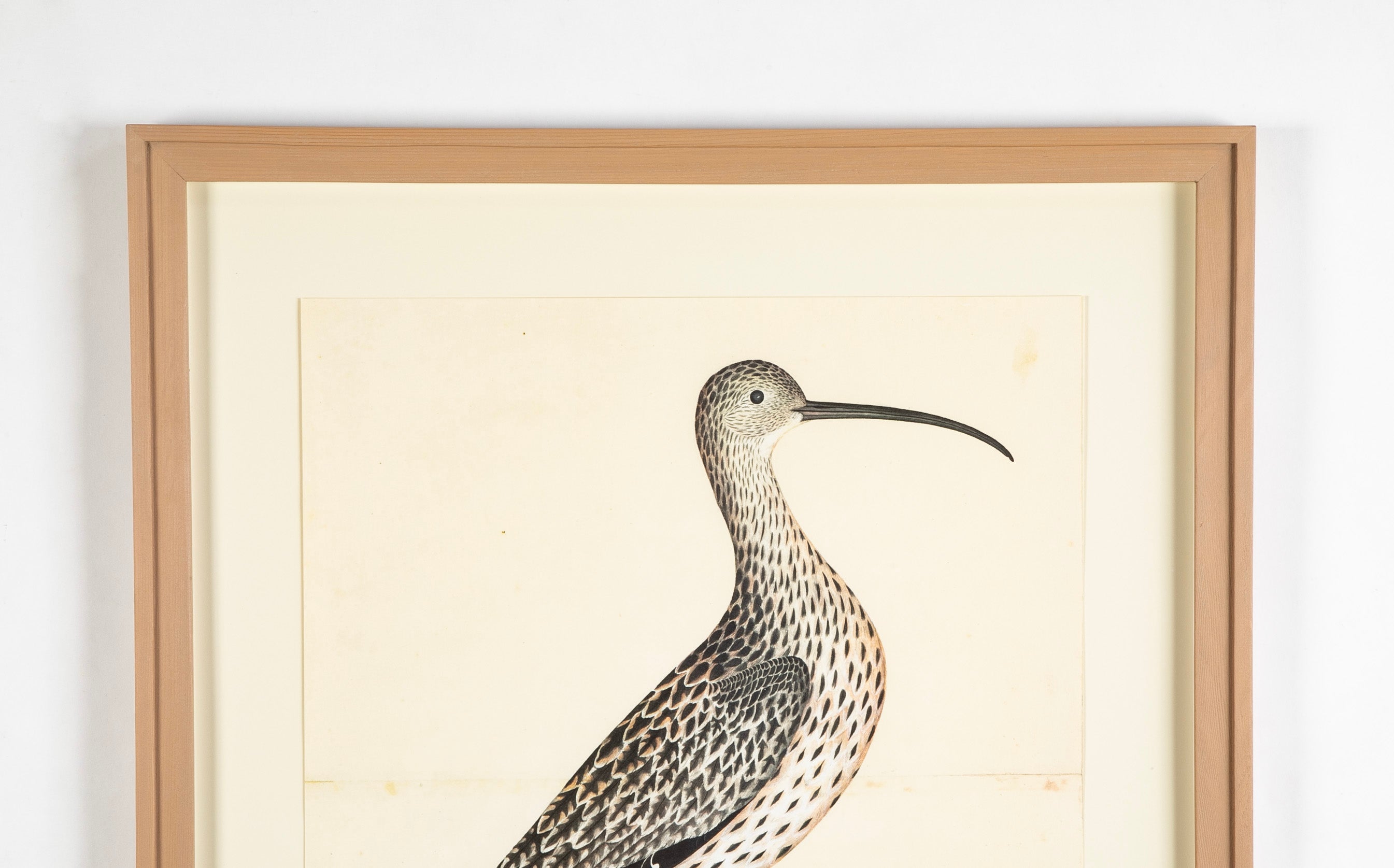 Offset Lithograph of "Eurasian Curlew, PL 35" from the "The Great Bird Book" by Olof Rudbeck The Younger