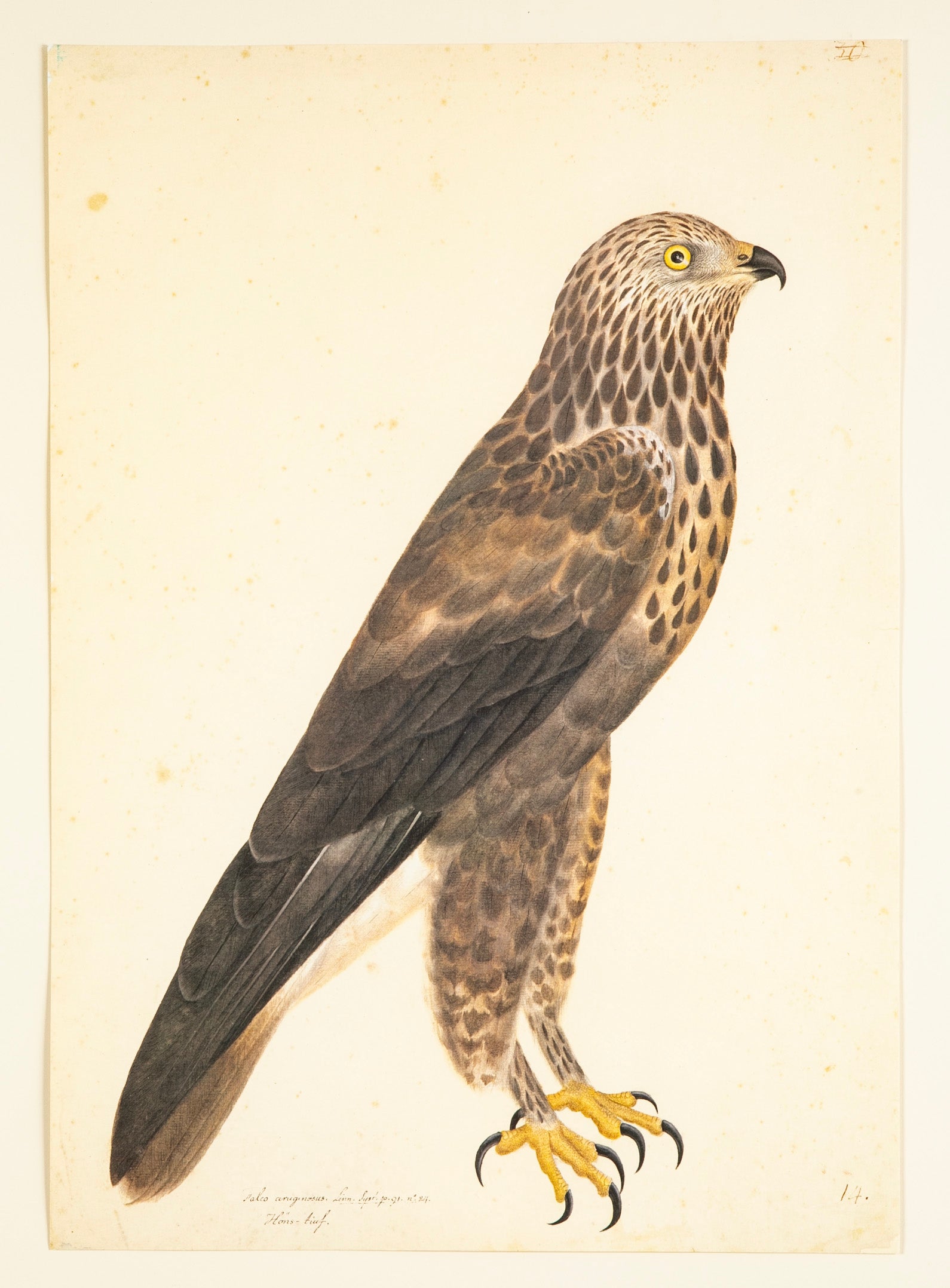 Offset Lithograph of "Rough-Legged Buzzard, PL 14" from the "The Great Bird Book" by Olof Rudbeck The Younger
