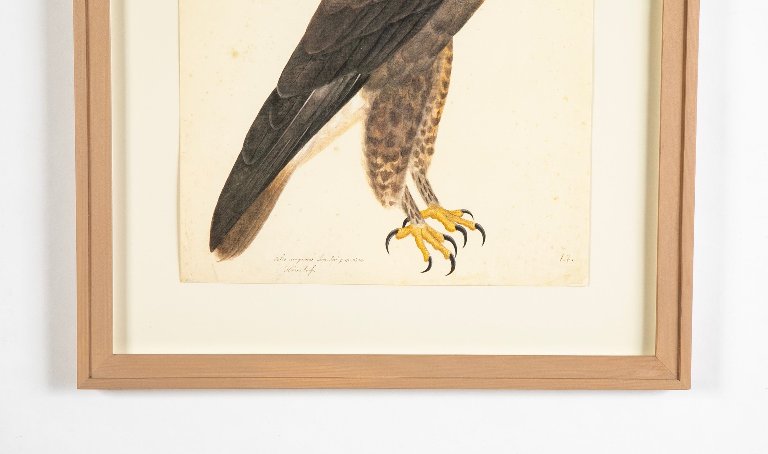 Offset Lithograph of "Rough-Legged Buzzard, PL 14" from the "The Great Bird Book" by Olof Rudbeck The Younger
