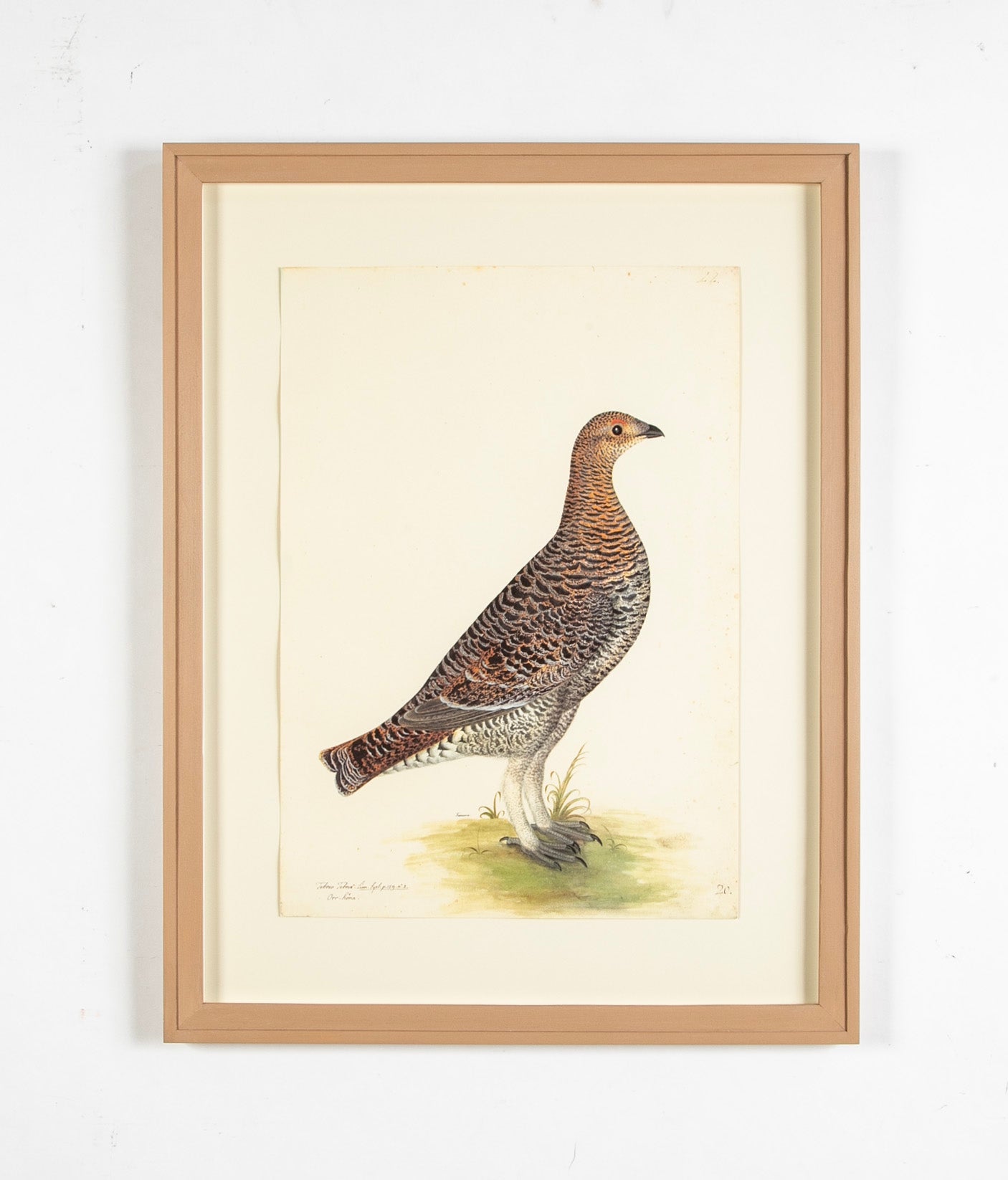 Offset Lithograph of "Black Grouse Hen, PL 20" from the "The Great Bird Book" by Olof Rudbeck The Younger