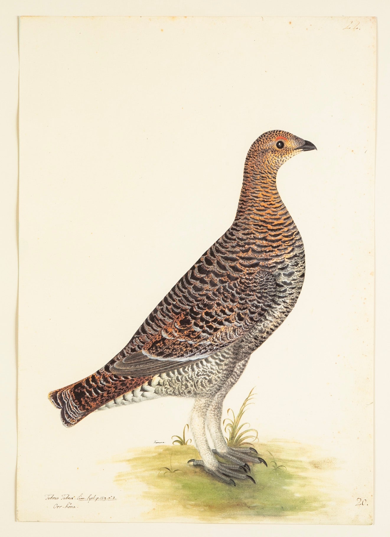 Offset Lithograph of "Black Grouse Hen, PL 20" from the "The Great Bird Book" by Olof Rudbeck The Younger