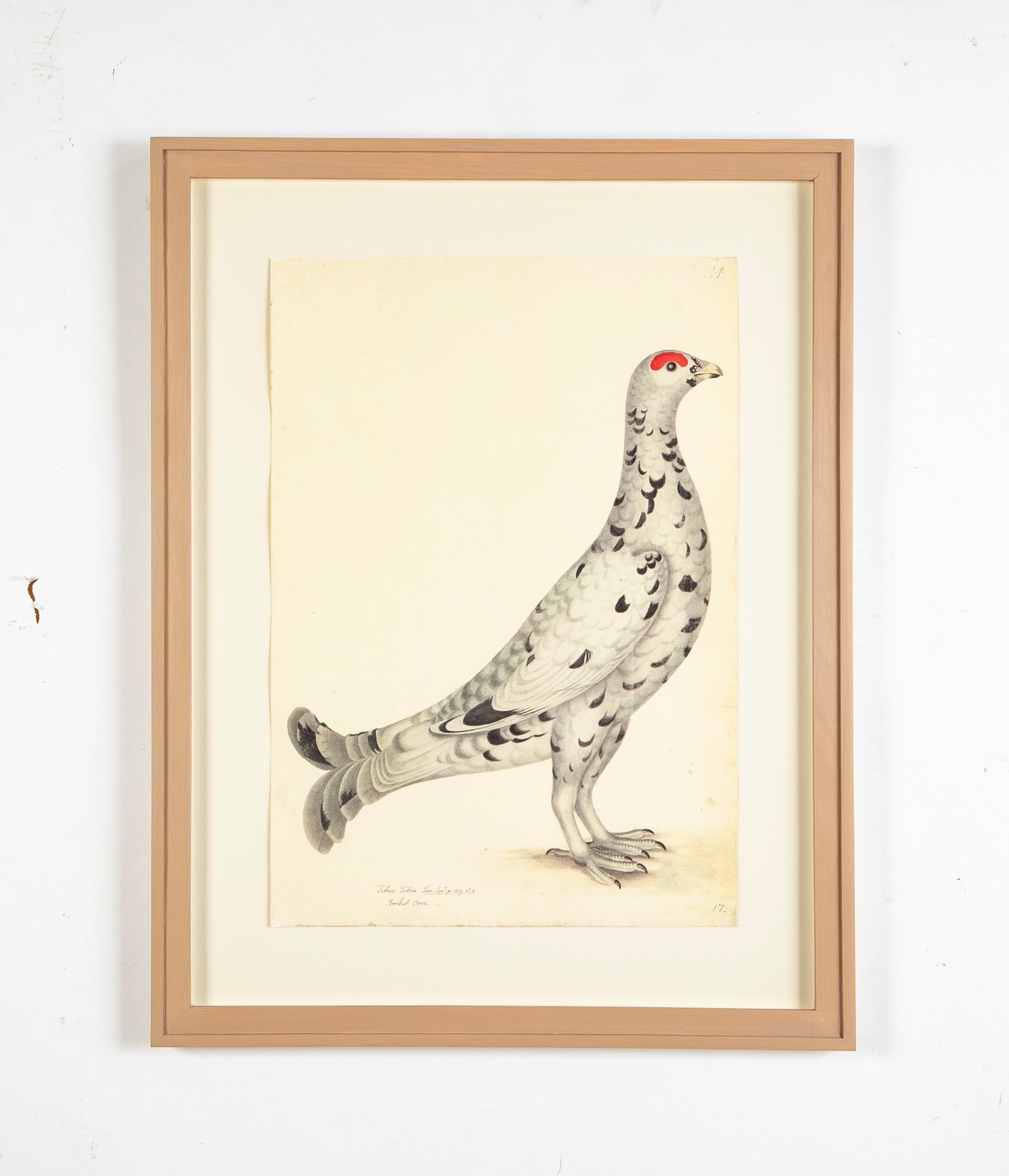 Offset Lithograph of "Black Grouse Leucistic Form, PL 17" from the "The Great Bird Book" by Olof Rudbeck The Younger