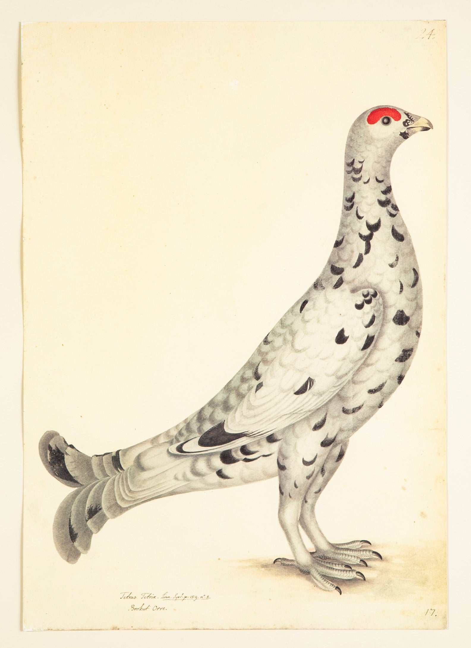 Offset Lithograph of "Black Grouse Leucistic Form, PL 17" from the "The Great Bird Book" by Olof Rudbeck The Younger