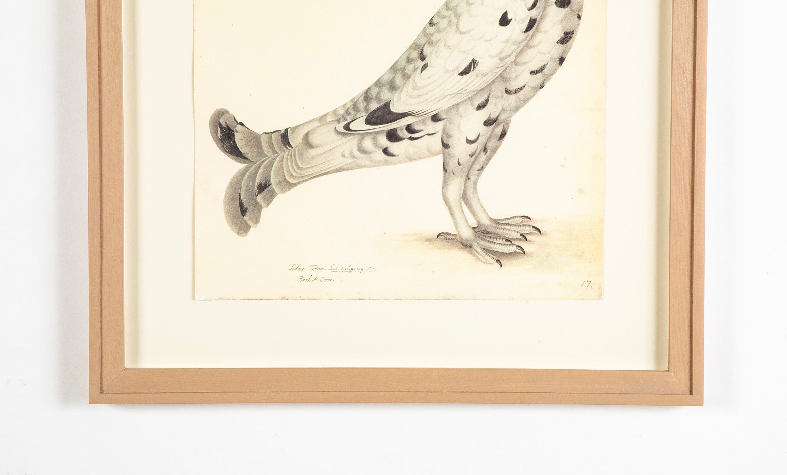 Offset Lithograph of "Black Grouse Leucistic Form, PL 17" from the "The Great Bird Book" by Olof Rudbeck The Younger