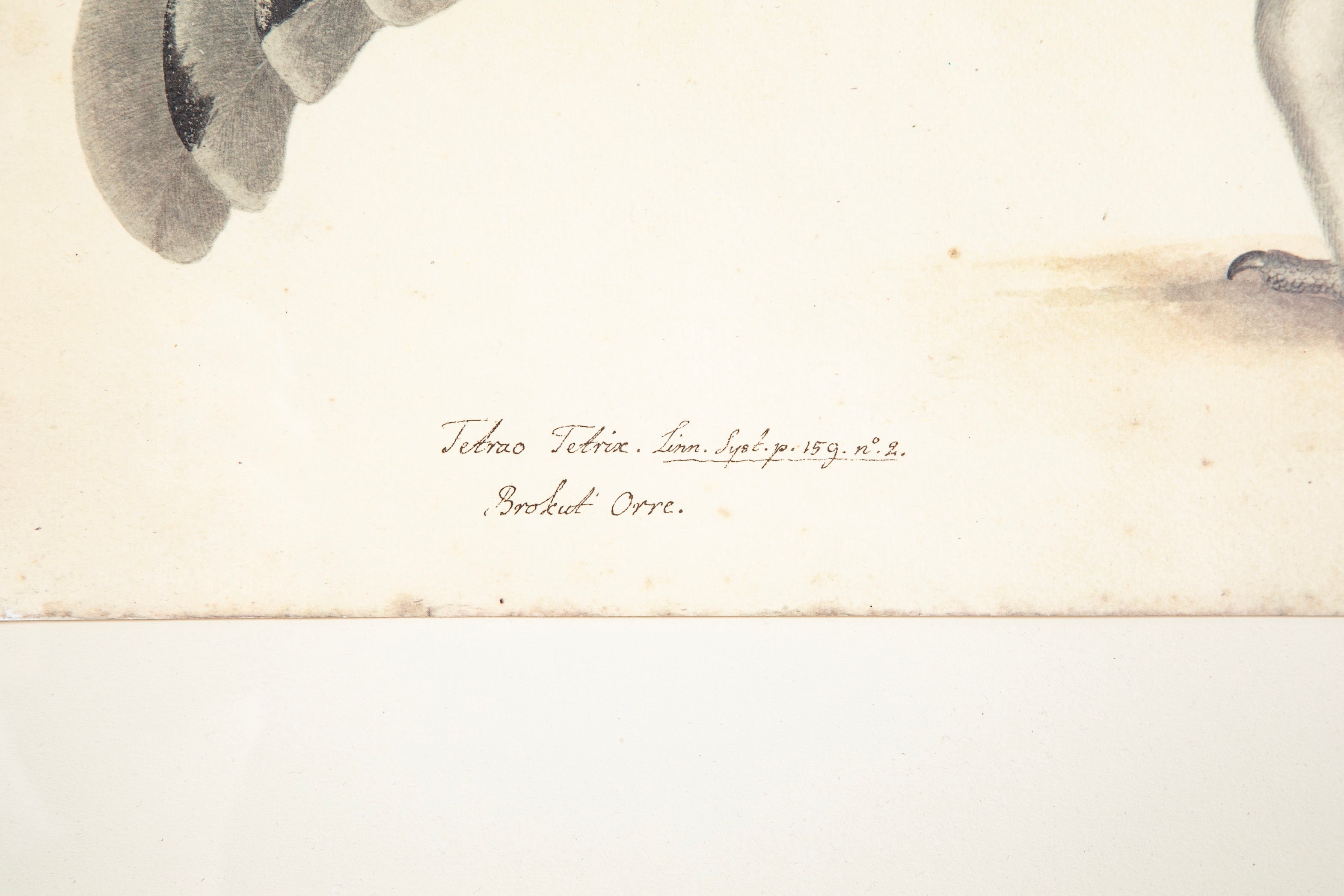 Offset Lithograph of "Black Grouse Leucistic Form, PL 17" from the "The Great Bird Book" by Olof Rudbeck The Younger