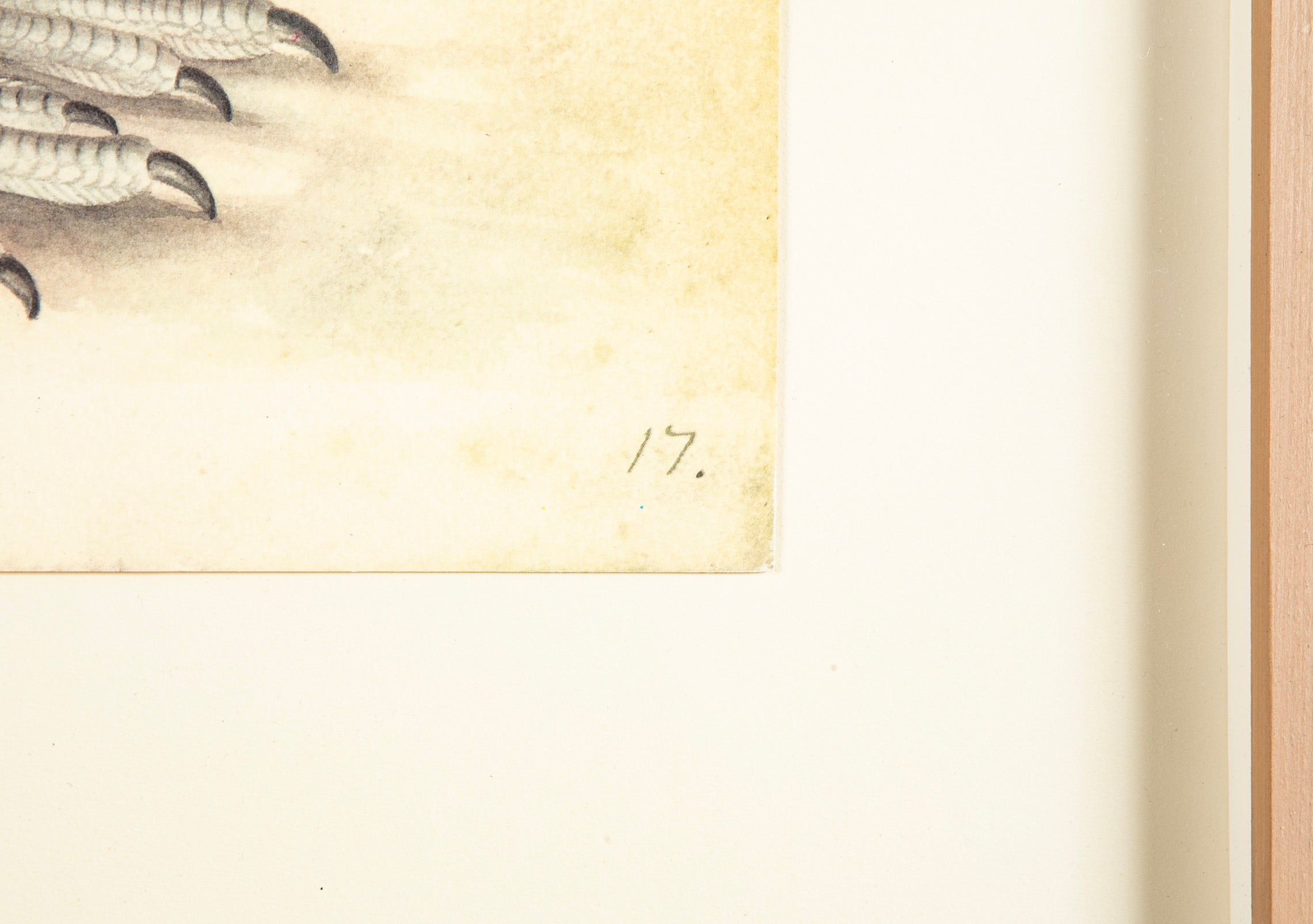 Offset Lithograph of "Black Grouse Leucistic Form, PL 17" from the "The Great Bird Book" by Olof Rudbeck The Younger