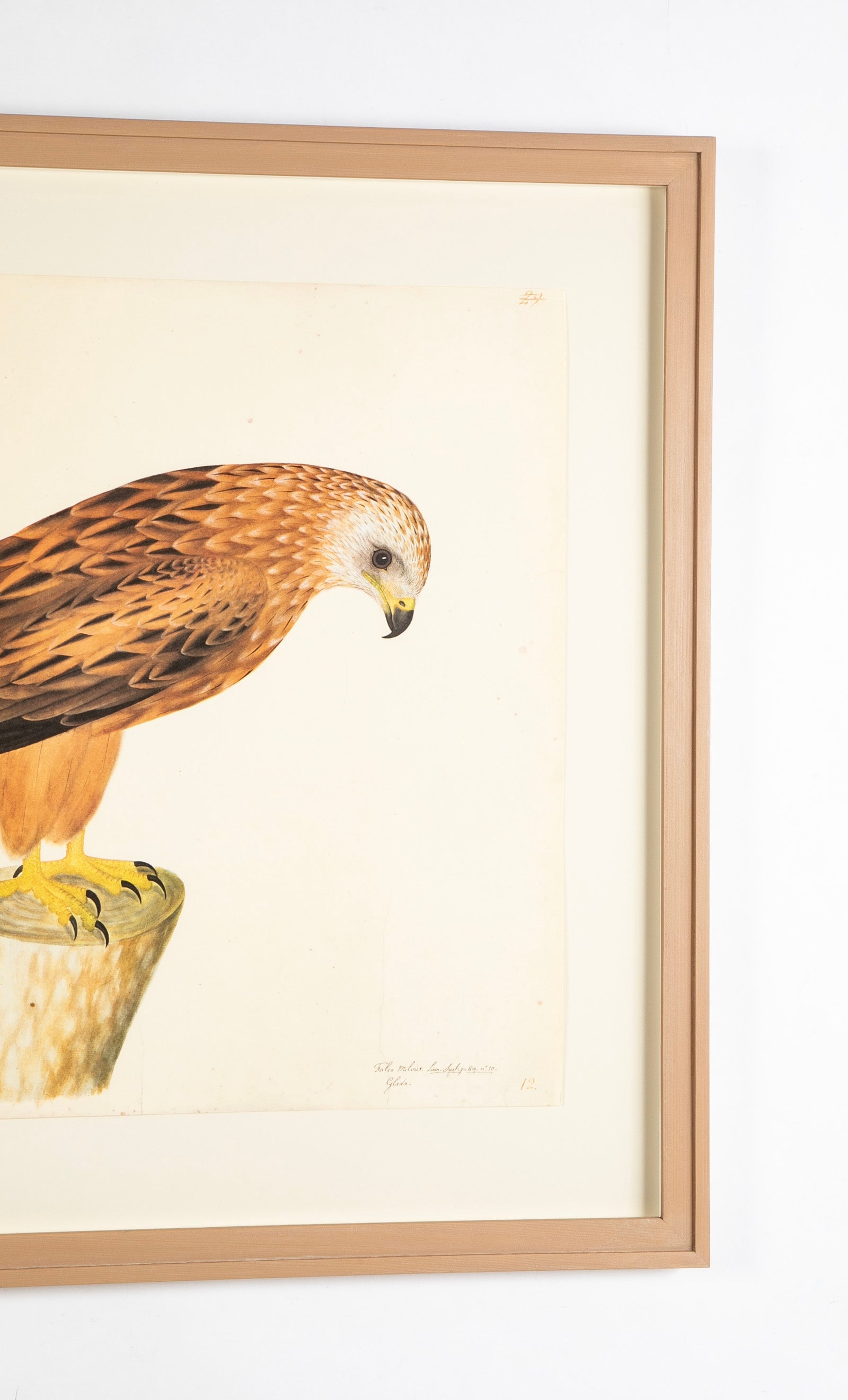 Offset Lithograph of "Red Kite, PL 12" from the "The Great Bird Book" by Olof Rudbeck The Younger