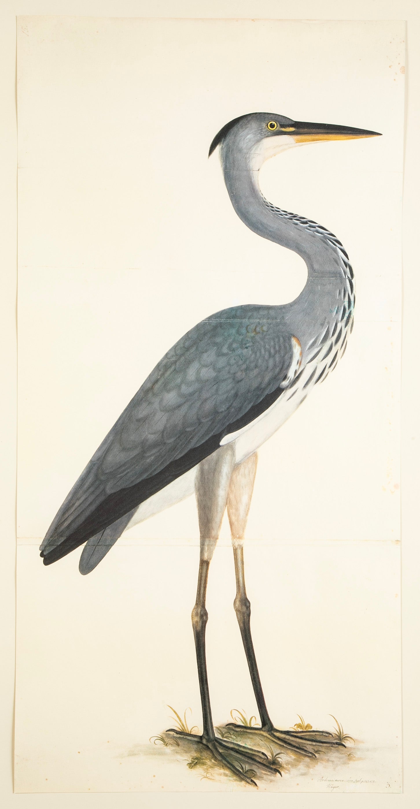 Offset Lithograph of "Gray Heron, PL 3" from the "The Great Bird Book" by Olof Rudbeck The Younger