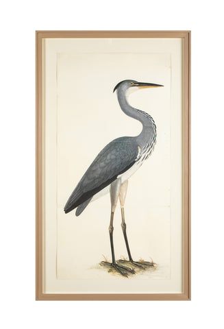 Offset Lithograph of "Gray Heron, PL 3"  from the "The  Great Bird Book" by Olof Rudbeck The Younger