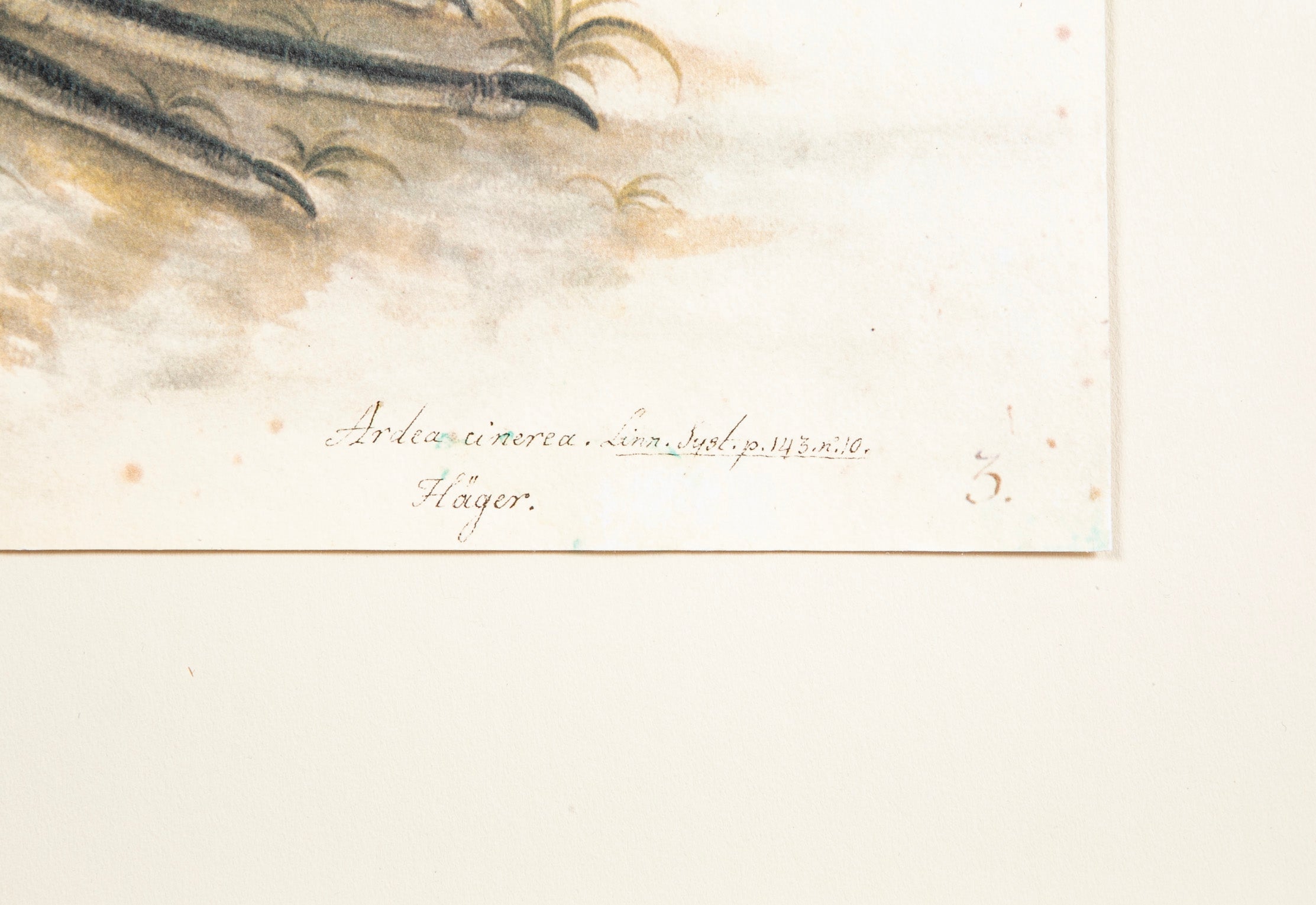 Offset Lithograph of "Gray Heron, PL 3" from the "The Great Bird Book" by Olof Rudbeck The Younger